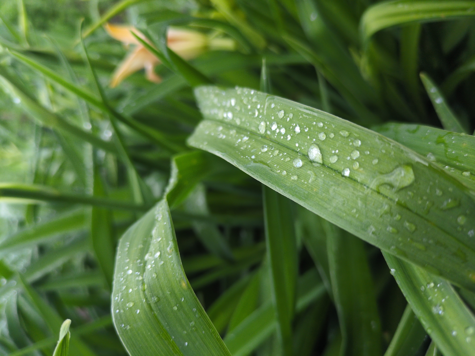 The image is a close-up, low-angle shot of green leaves with water droplets on them. The leaves are lush and vibrant green, with a slightly glossy texture where the water adheres. The water droplets vary in size, from tiny specks to larger, more rounded beads, scattering across the surface of the leaves. The focus is sharp on the foreground leaves, highlighting the intricate details of the veins and the translucence of the water. In the background, out of focus, other green leaves and the faint peeking of a soft orange or yellow flower can be seen, suggesting a garden or natural setting. The overall impression is one of freshness and natural beauty, possibly after a rain shower or dewfall. The lighting suggests it might be daytime, but the overcast conditions are not definitively ascertainable. The scene evokes a sense of tranquility and the simple beauty of nature. No people, text, or specific events are depicted. The location context is Kulebaki, Russia, which suggests a temperate climate where such foliage and rainfall would be common.