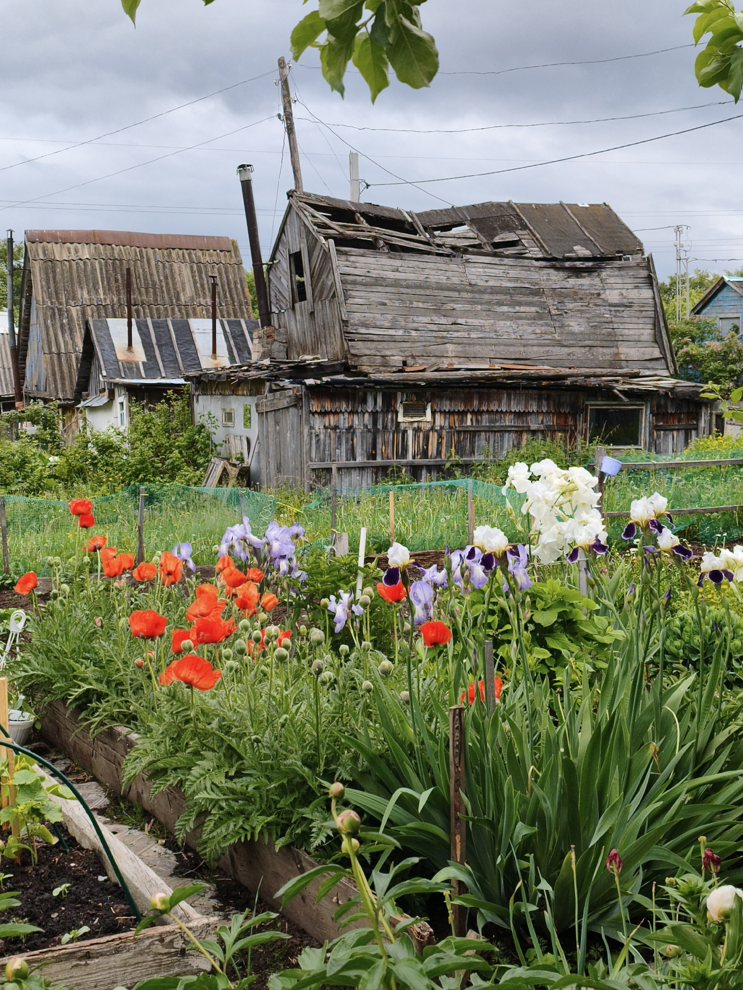 The image captures a garden scene in the city of Chaikovsky, Russia, under an overcast sky. In the foreground, a cultivated garden features several raised beds bordered by weathered wooden planks. On the left, young green plants are visible in dark soil. Dominating the center-left are numerous red poppies in various stages of bloom and bud, displaying vibrant orange-red petals. To the center-right, a diverse collection of irises are in bloom, presenting white, purple, light blue, and variegated white-and-purple flowers amidst their tall green foliage. A small blue bucket or container hangs on a fence post on the right side of the garden.
In the mid-ground, a green net fence spans horizontally, separating the immediate garden from the background structures and vegetation. Beyond the fence, several dilapidated wooden houses are visible. The most prominent, on the right, is a large, weathered wooden building with significant roof damage, exposing its interior or supporting beams. A single dark window opening is visible on its side. To its left, another smaller, white building with a rectangular window is partially obscured by trees. Further left, a house with a dark, corrugated asbestos-cement roof is visible, from which a tall, slender metal chimney pipe extends upward. Power lines crisscross the light grey, cloudy sky, connected to wooden utility poles. No individuals are present in the scene.
