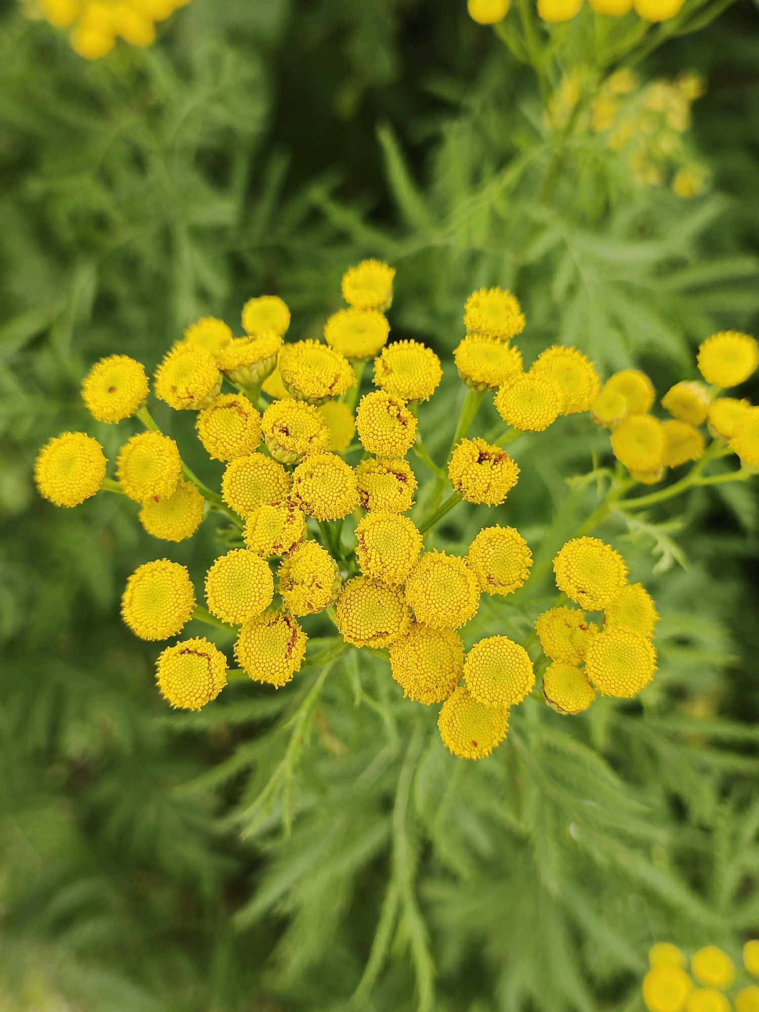 A close-up, high-angle shot showcases a cluster of bright yellow, button-like flowers against a blurred green background of foliage. The flowers, some with slightly reddish-brown centers, are grouped together on thin stems. The overall impression is one of natural beauty and the vibrancy of plant life. The location is identified as Medvedyovka, Russia. There are no people or discernible actions depicted.