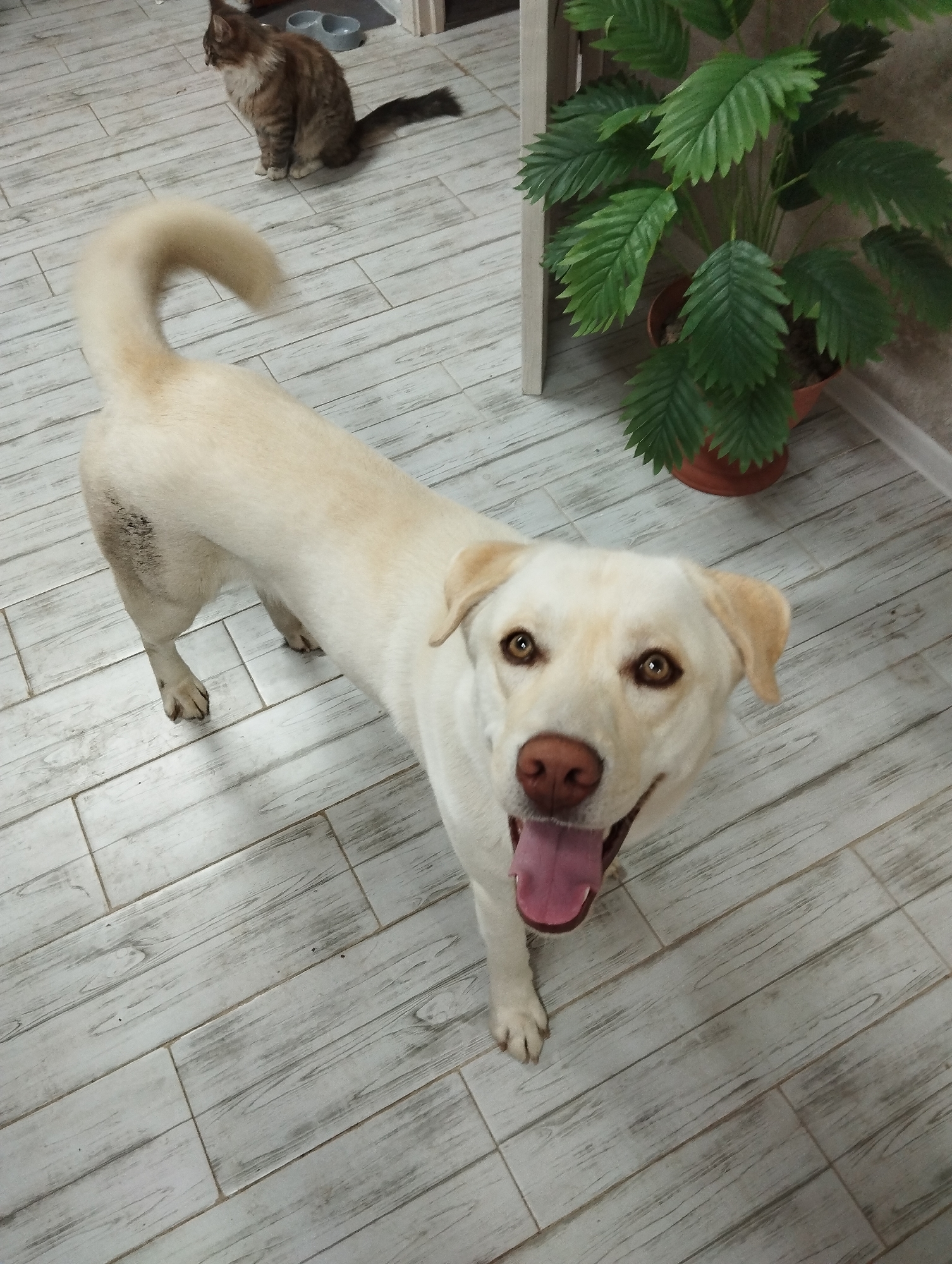 A medium-shot, high-angle photograph shows a light-colored Labrador dog indoors, with a cat in the background. The dog is standing, facing the camera with its mouth open and tongue visible. It has brown eyes, a pink nose, and light-colored fur. Behind the dog, to the left, a brown and grey cat sits on the tiled floor. In the upper right corner is a potted plant. The floor appears to be tiled with a wood-grain pattern. The location is Grishanki, Russia.