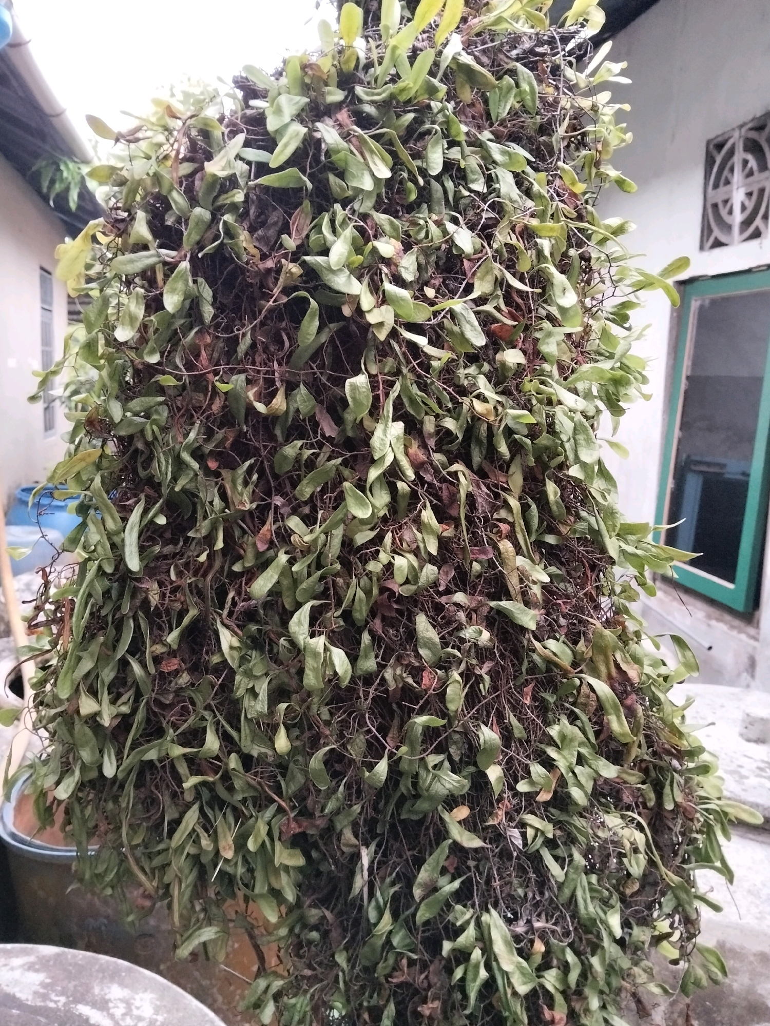 The image shows a densely packed, overgrown plant, possibly a type of vine or hanging epiphyte, covering a vertical surface. The plant has numerous small, elongated, light green leaves, many of which appear dried or brown, interspersed with thin, dark brown stems. The plant is so dense that it obscures the underlying structure it is growing on. In the background, a white building with a green-framed window and a decorative window grate is visible. To the left of the building, a blue barrel and part of a roofline can be seen. The overall impression is of a plant that has been allowed to grow unchecked, creating a textured, somewhat wild appearance. The location is specified as Arang Limbung, Indonesia.