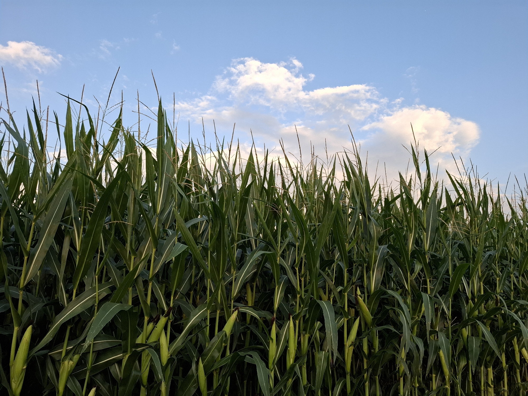 An outdoor, low-angle, eye-level shot shows a field of tall, green corn stalks. The corn stalks fill the bottom two-thirds of the frame, with their long, slender leaves and stalks dominating the scene. Some of the corn cobs are visible, nestled within the leaves. The top third of the image shows a clear blue sky with scattered white clouds. The lighting suggests it is daytime, possibly late afternoon, with the sun casting a soft glow on the scene. This photograph was taken in Eschenbach (LU), Switzerland.