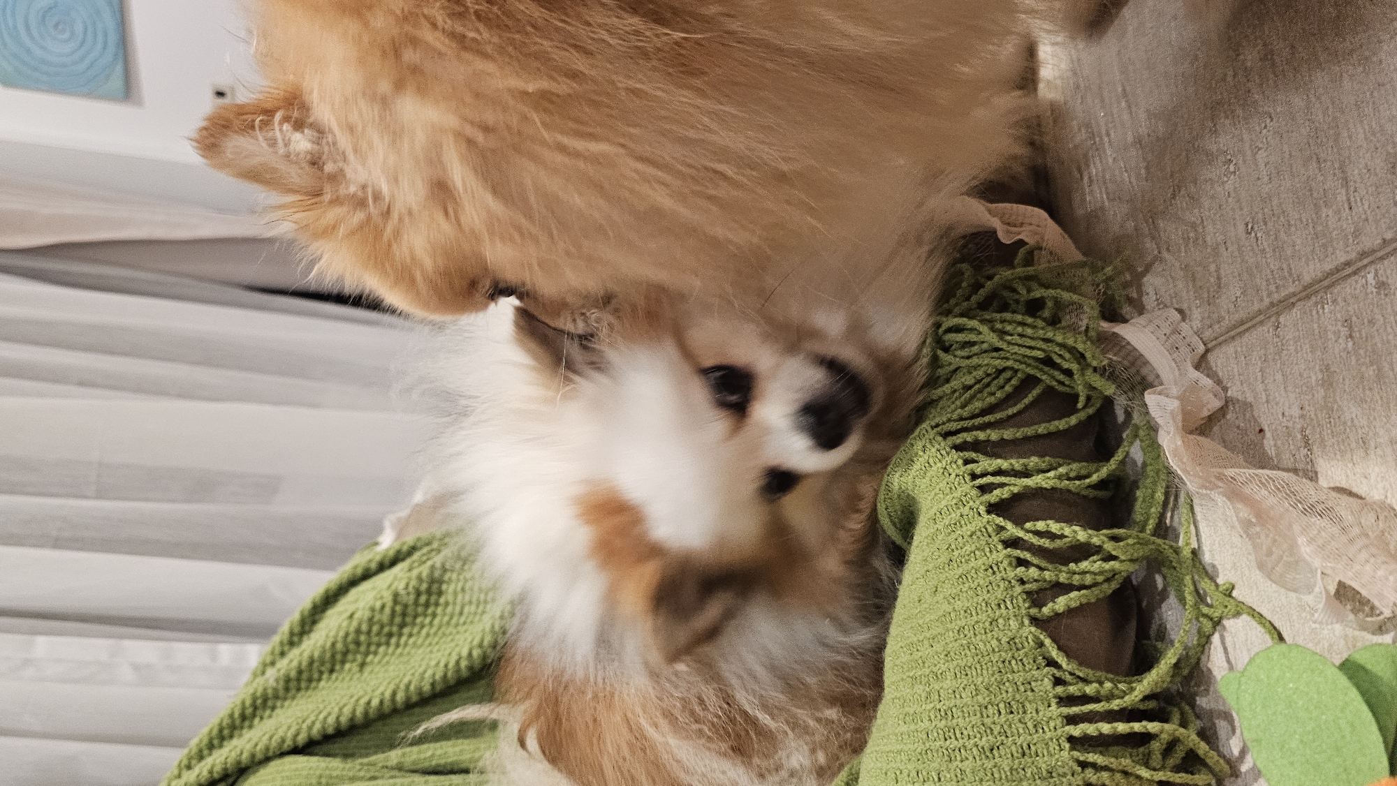 Two Pomeranian dogs are shown in a close-up shot indoors. The dog in the foreground is lighter in color with brown markings on its face and is lying on a green crocheted blanket with fringe. The second dog, which is an orange-brown color, is partially visible on the right side of the frame, obscuring some of the first dog's body. The background features white curtains and a wall with artwork. The lighting suggests an indoor setting, possibly a living room. There is no information available about the location in Ko Samui District, Thailand.