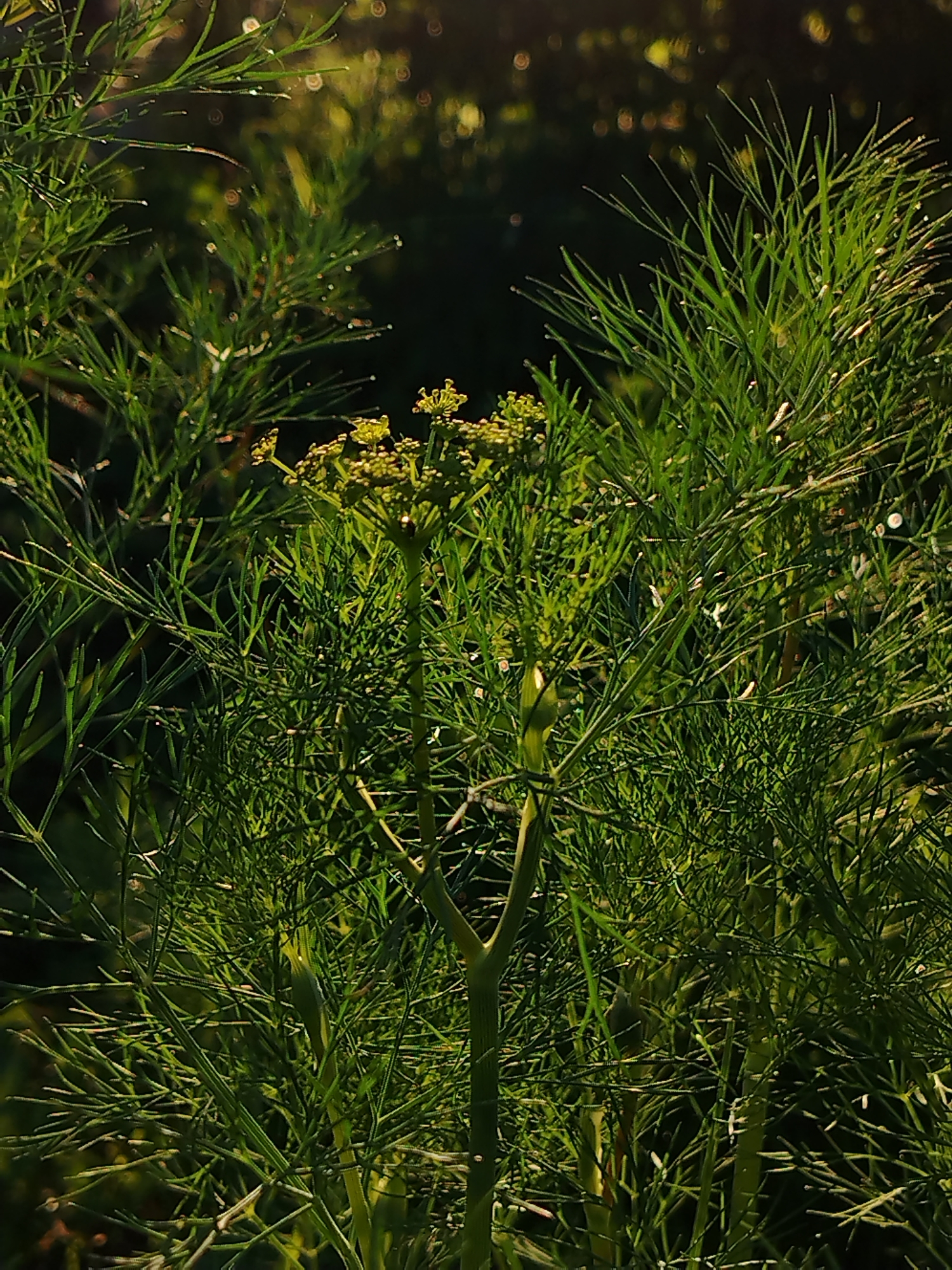 The image displays a close-up of a dill plant with its feathery green leaves and a cluster of small yellow flowers at the top. The background is a dark, blurred green, suggesting an outdoor garden setting. Sunlight filters through the leaves, highlighting some of the water droplets on the foliage. The scene is static and focuses on the intricate details of the plant. The location is identified as Unknown, Unknown.