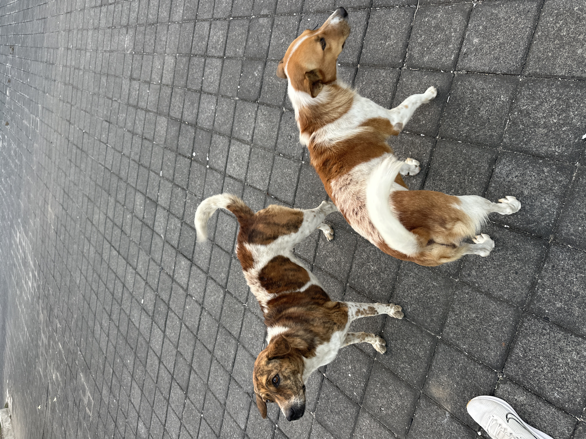Two dogs are standing on a paved walkway in Kuta Selatan, Indonesia. The dog on the left has brindle and white fur, with a long, bushy tail. The dog on the right has white and brown fur, with a shorter tail. Both dogs are looking to the left. A white sneaker is visible in the bottom left corner of the image. The walkway is made of dark gray interlocking pavers.