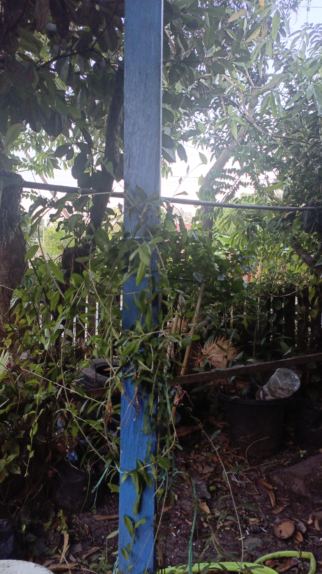 A blue wooden post stands in the foreground, partially obscured by lush green vines. The post is situated outdoors, amidst dense foliage and trees. In the background, a wooden fence can be seen, separating the immediate area from what appears to be a residential or garden setting. The ground is covered with leaves and dirt. A black pot with a plastic bottle in it is visible to the right of the post. The overall impression is of an overgrown garden or yard in a tropical environment. The image is taken at eye level, with natural lighting conditions.