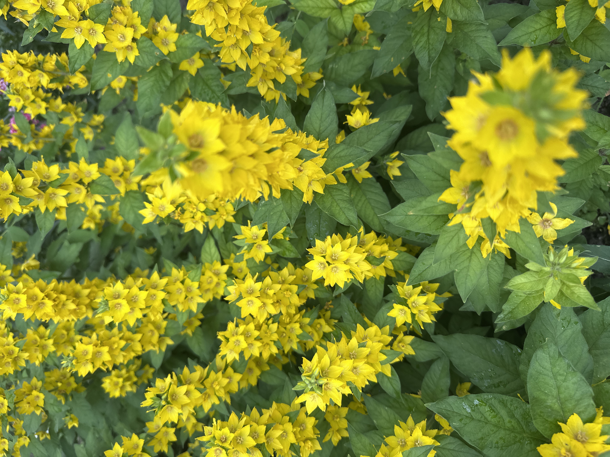 The image displays a close-up, overhead view of a dense cluster of bright yellow flowers with green leaves. The flowers are star-shaped with five petals and are arranged in spires or clusters. Some of the flowers are in sharp focus, while others are blurred, indicating a shallow depth of field. The leaves are elongated and a deep green. The overall impression is of a vibrant, natural scene. There are no people or man-made objects visible. The scene is not specifically identifiable as being within the city of Novoaltaysk, Russia.