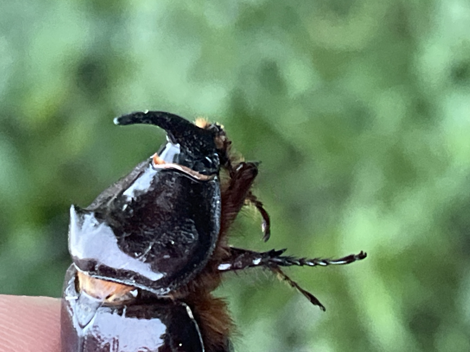 A close-up, side-view, headshot of a rhinoceros beetle is being held by a person's finger. The beetle is dark brown with a prominent horn curving upwards from its head. Its body is shiny and appears to be slightly wet. The background is a blurred green, suggesting foliage. The location is not visible in the image, and therefore cannot be identified as Krasnyye Barrikady, Russia.