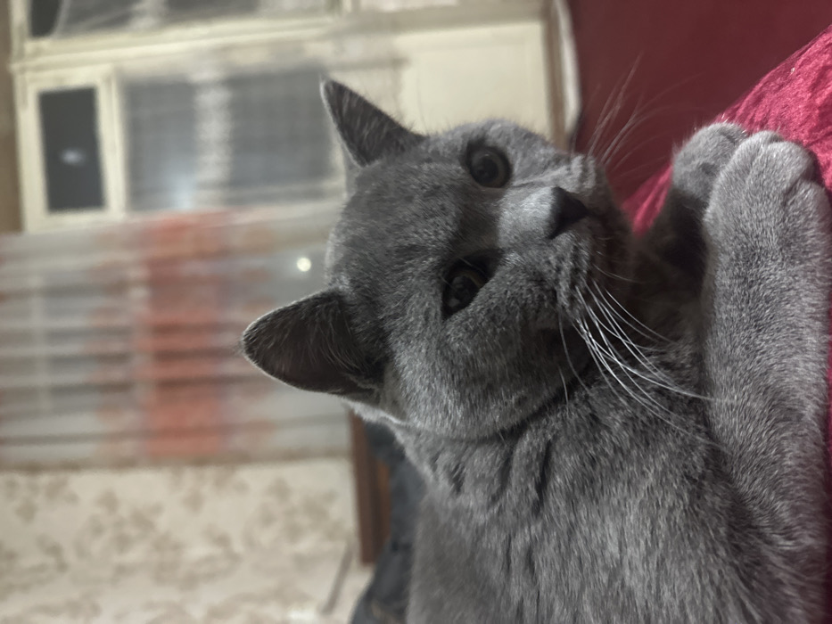 The image depicts an indoor scene in Fergana, Uzbekistan, featuring a domestic short-haired cat of solid grey coloration. The cat is positioned in the foreground, lying down with its front paws tucked beneath it, and its head turned slightly to the viewer's right. Its eyes are dark, and prominent white whiskers extend from its muzzle. The feline rests on a textured surface of deep reddish-pink or magenta hue. In the background to the left, a wall covered with light-colored, subtly patterned wallpaper is visible. To the right, a window is partially obscured by two layers of curtains: an inner sheer white or cream curtain, and a more opaque, reddish-orange patterned curtain behind it. A dark, indistinct object, possibly furniture, is present behind the cat on the left. Faint ambient light sources are discernible through the background window and curtains.