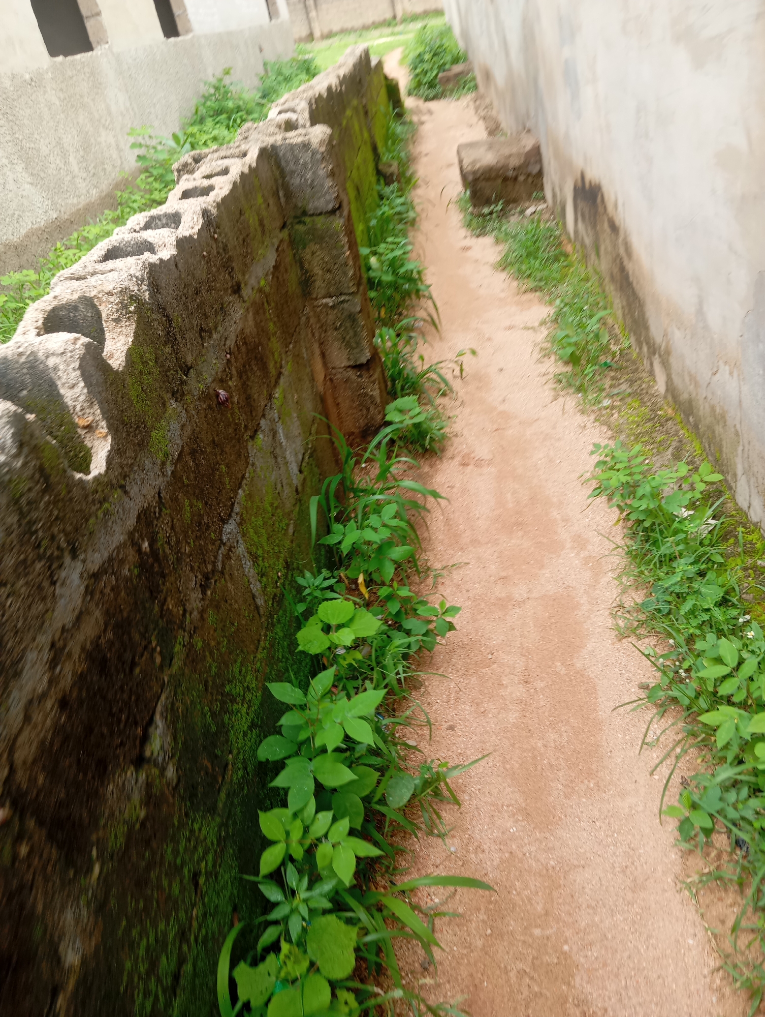 The image depicts a narrow, sandy pathway bordered by a weathered, moss-covered stone wall on the left and a light-colored concrete structure on the right. Lush green vegetation, including grasses and leafy plants, grows abundantly along both sides of the path and up the stone wall. The wall appears to be constructed from concrete blocks, with visible signs of age and exposure to the elements. The pathway itself is a light brown, sandy soil. In the background, portions of a building with dark rectangular openings can be seen. The overall scene suggests an outdoor environment, potentially in a less maintained area of Jalingo, Nigeria. No people are present in the image.