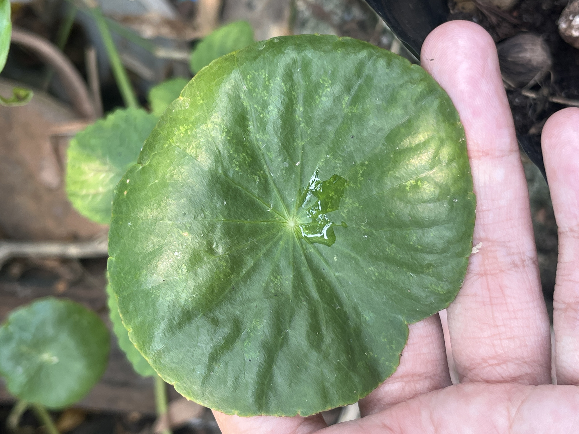 In Meliau Hulu, Indonesia, a person's hand holds a large, circular, green leaf. The leaf exhibits prominent veins radiating from its center, and a small droplet of water rests on its surface. The background is softly blurred, showing other green leaves and what appears to be natural elements like soil and possibly acorns or similar objects. The lighting suggests it is daytime, with natural light illuminating the scene.