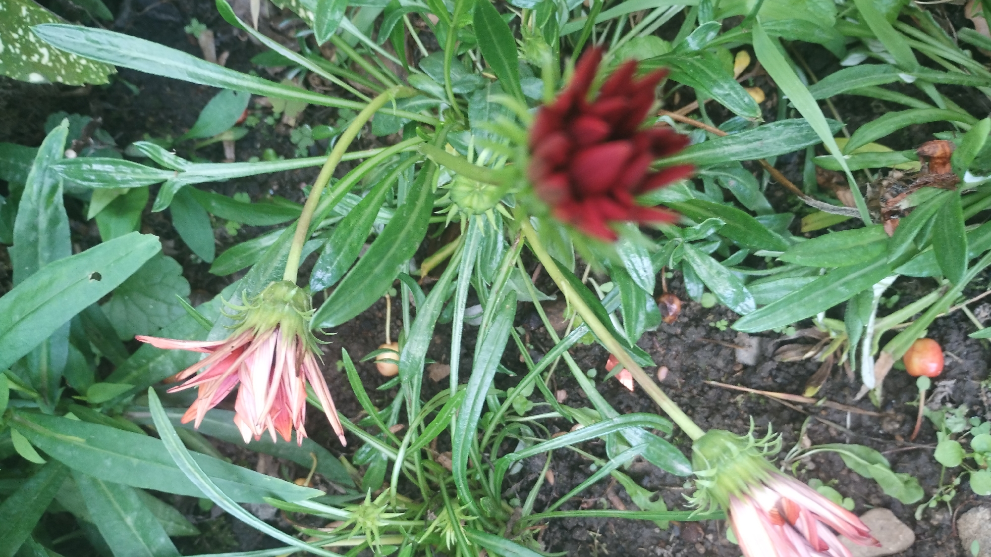 The image shows a close-up view of several flowers and foliage growing in dark soil. In the foreground, two flowers are visible, one with pale pink and orange petals that is mostly open and tilted to the left, and another with deep red petals that is out of focus and positioned in the upper right of the frame. The flowers are surrounded by long, green, grassy leaves and stems, some of which appear wet. There are also small, reddish-orange fruits scattered on the soil surface. The overall impression is of a natural, outdoor environment, possibly a garden or a wild area. The image was taken in the city of Синяк, Ukraine.