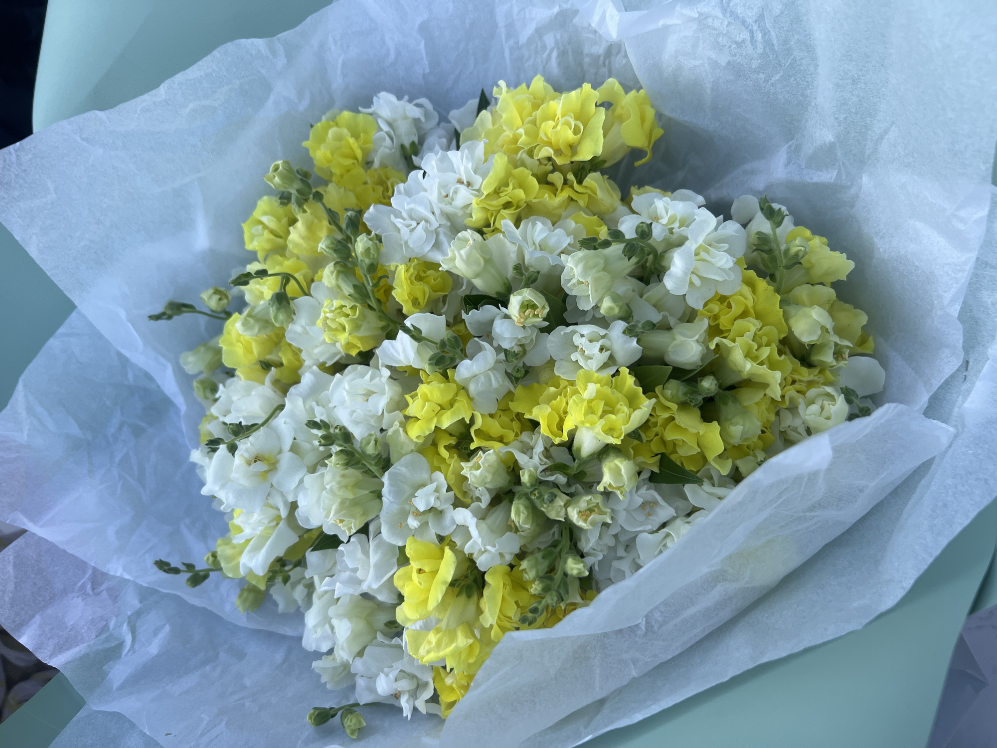 A bouquet of white and yellow flowers is presented, wrapped in pale blue tissue paper. The flowers appear to be snapdragons, with numerous small blooms clustered on tall stalks. Some buds are visible, suggesting the bouquet is fresh and possibly still developing. The background consists of a light green surface, possibly a table or a container, and the soft lighting suggests an indoor setting, though the exact location is not discernible from the image. There are no people or animals present in the image, and no visible environmental features that would definitively place it in Achadara, Abkhazia. The scene is static and focused solely on the floral arrangement.