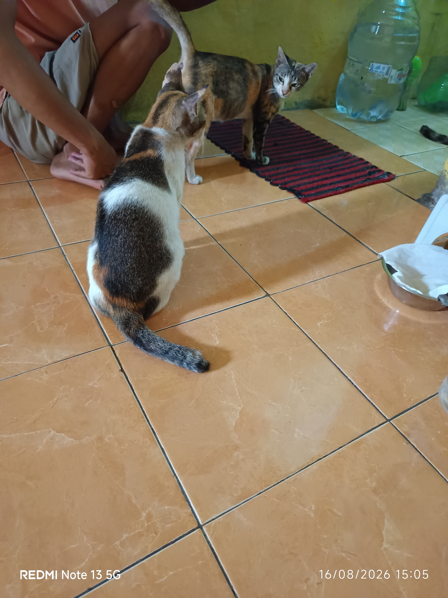Two cats are on a tiled floor. One cat, a calico, is facing away from the camera, its back and tail visible. The other cat, a tabby, is facing the calico cat and looking towards the camera with a direct gaze. A person's legs and arms are visible in the background, sitting on the floor with their hands near the calico cat. In the background, there is a large plastic water bottle, a green object, and a red and black striped mat. The scene appears to be indoors in a room with yellow walls and orange tiled floors, possibly in Talaga Sari, Indonesia, based on the context provided. The timestamp "16/08/2026 15:05" is visible in the lower right corner.