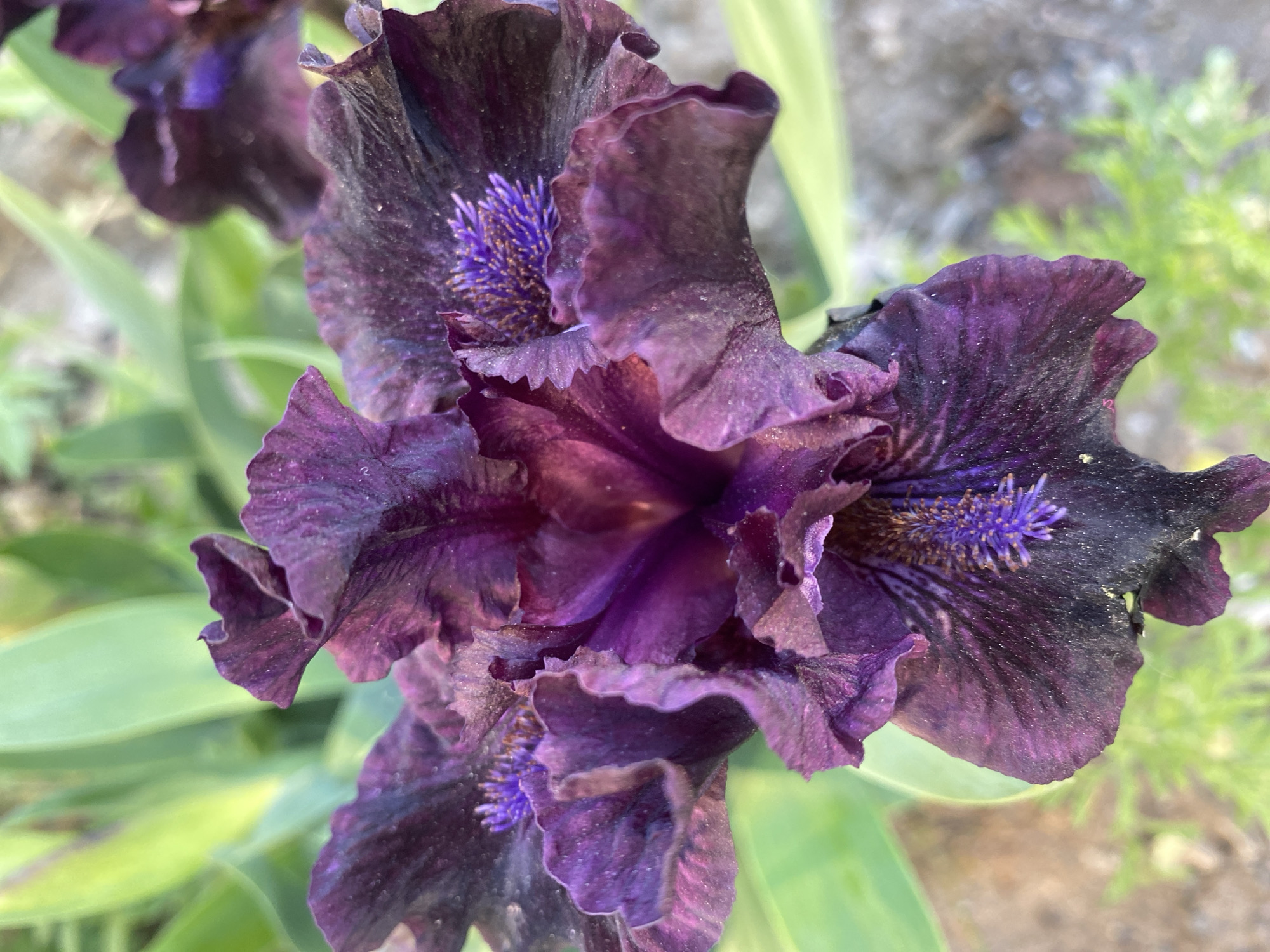 A close-up photograph shows a cluster of dark purple irises in bloom. The petals are ruffled and velvety in appearance, with variations in shade ranging from deep violet to almost black. The central parts of the flowers reveal delicate, feathery stigmas. The blossoms are set against a backdrop of green foliage and a blurry background suggesting a garden or natural setting. The location is Dnipro, Ukraine.