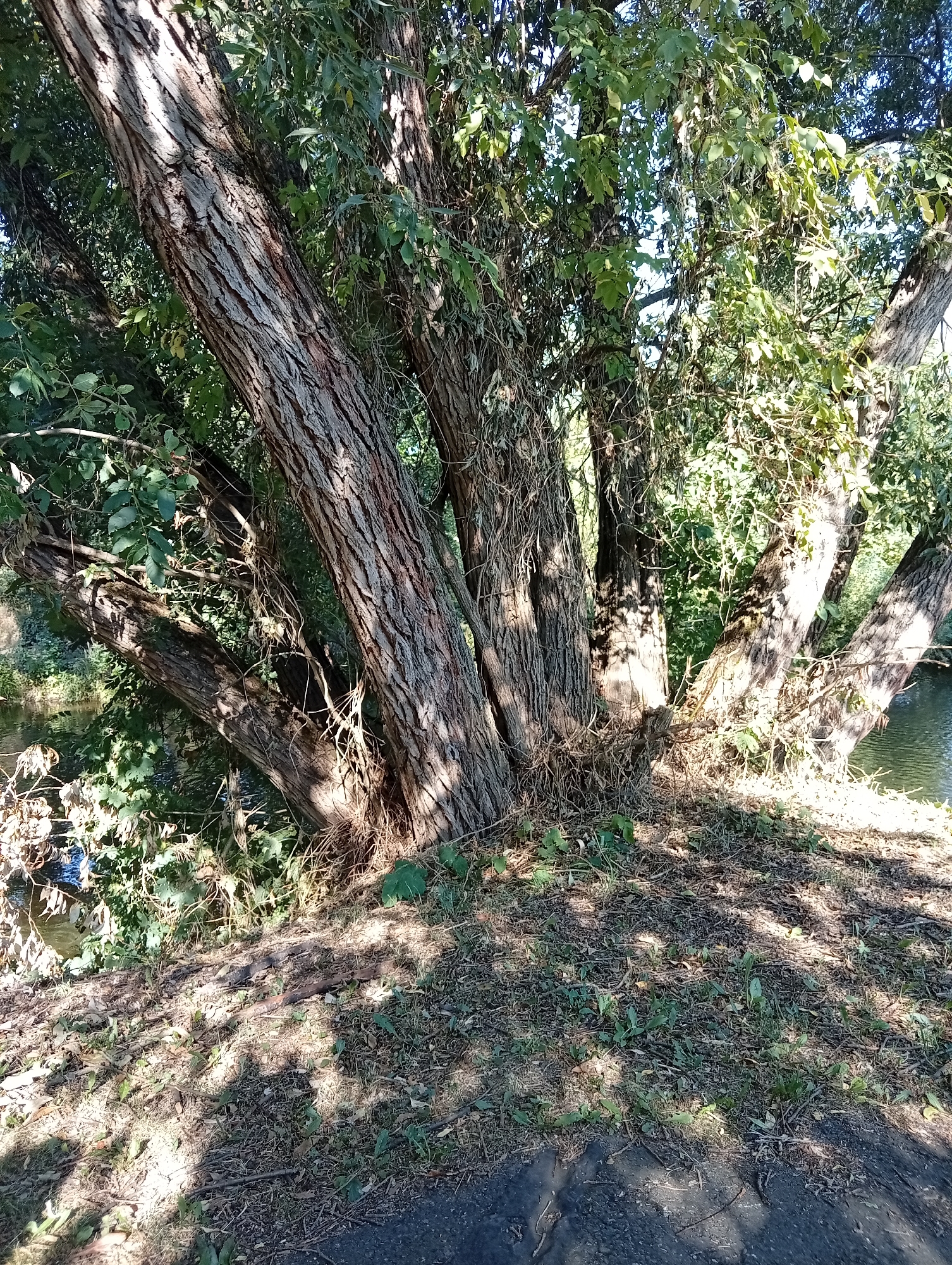 The image depicts a cluster of large trees with thick, gnarled trunks and branches, situated on a grassy embankment next to a body of water. The trees are dense with green foliage, and sunlight casts dappled shadows on the ground, which is covered in dry leaves, grass, and twigs. The water's surface reflects the surrounding greenery. A dark, paved surface, possibly a path or road, is visible in the foreground. The scene is outdoors and appears to be a natural setting within the city of Tišnov, Czechia.