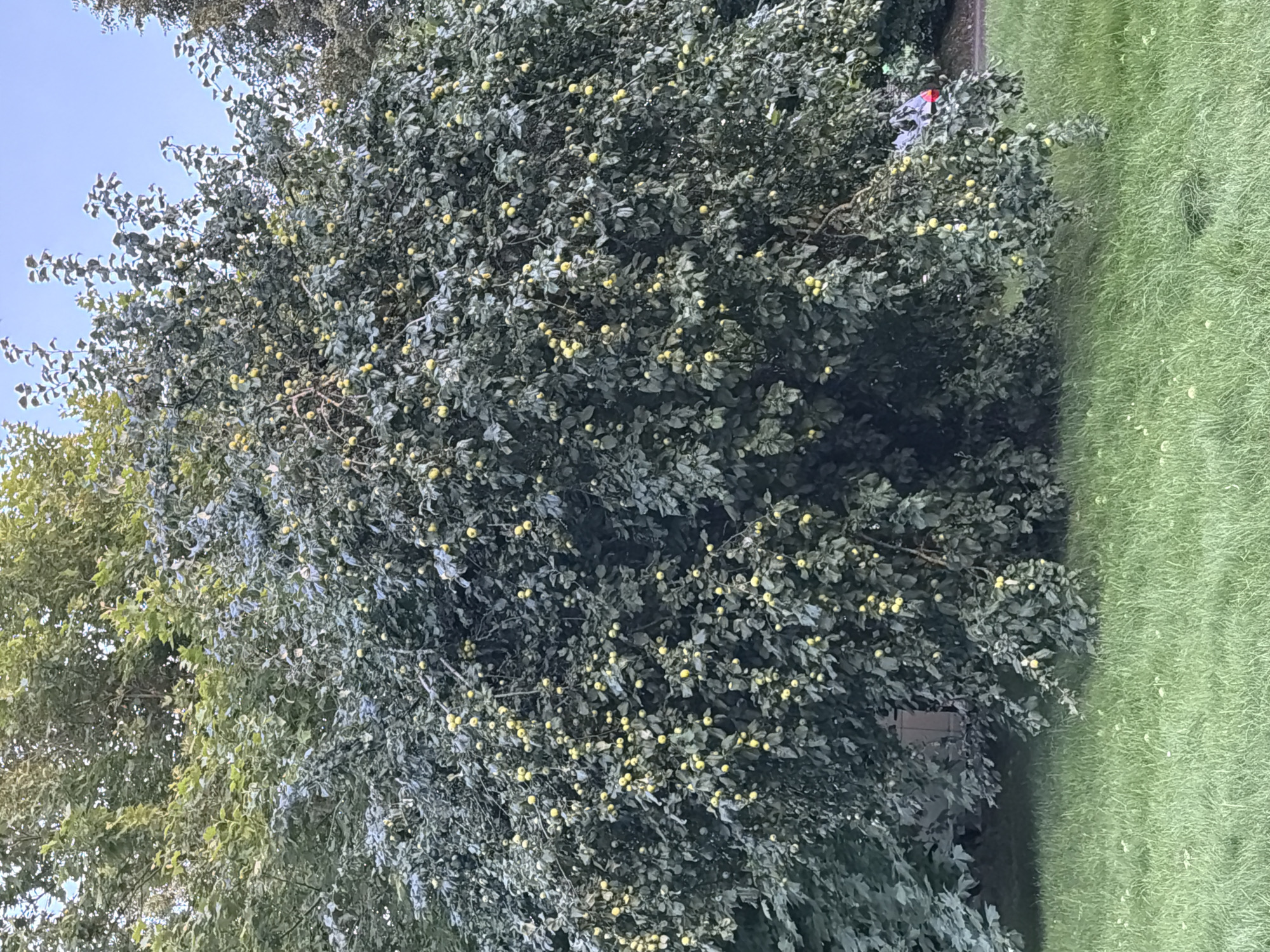 The image depicts a large, leafy tree laden with small, yellow fruits, possibly apples or crabapples. The tree is situated on a grassy area with lush green grass in the foreground. Behind the tree, a glimpse of a building with a wooden door is visible through the foliage. The sky above is a clear blue, indicating fair weather. The setting appears to be a park or a residential garden. There are no people visible in the image. The overall scene suggests a natural environment within an urban setting, possibly in Ventspils, Latvia, given the context of the request.