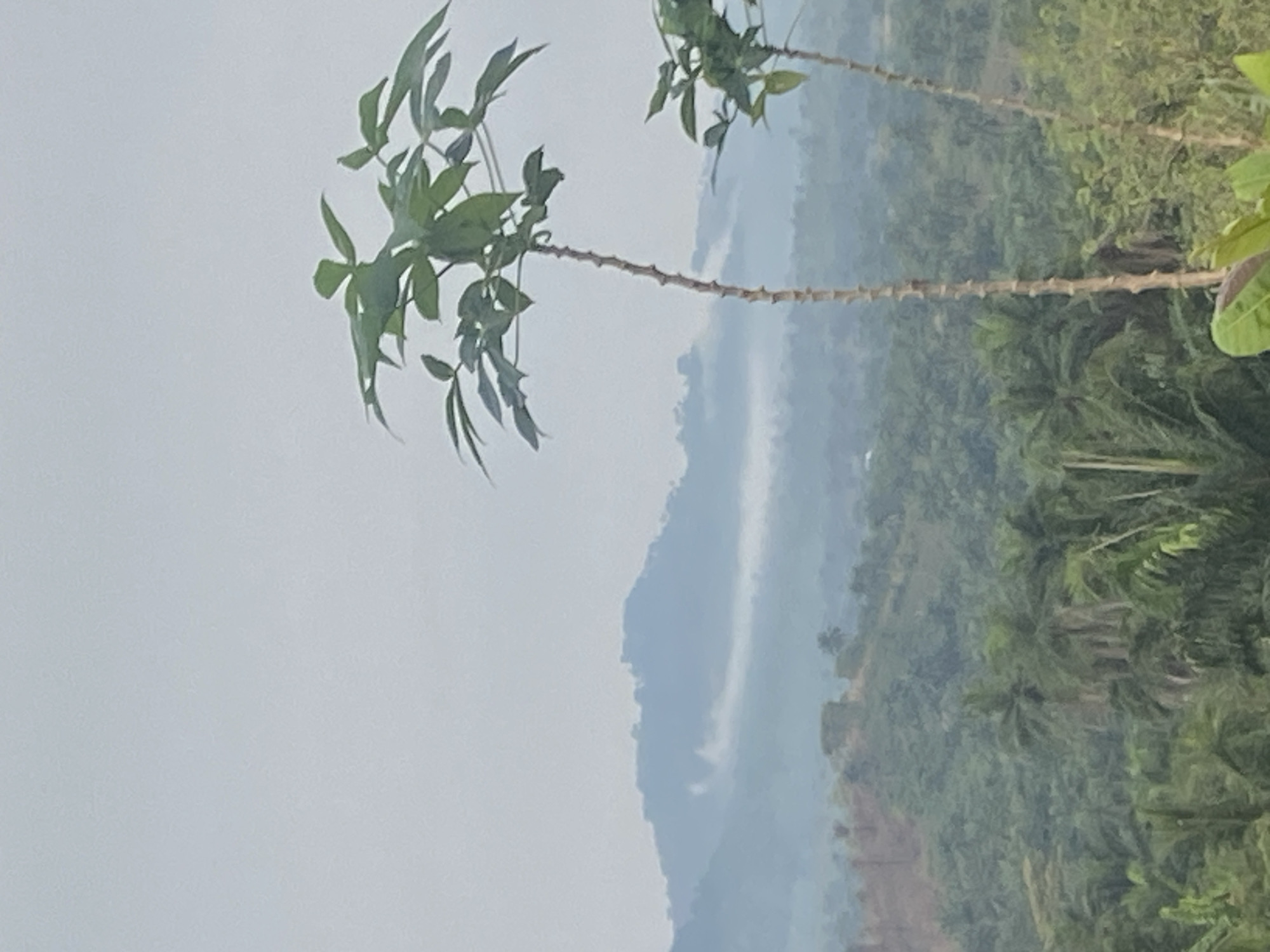 The image depicts a landscape in Achara, Nigeria. In the foreground, two cassava plants are visible. The background features a mountain range shrouded in haze or fog. The vegetation appears dense and lush, with various trees and plants covering the hillsides. The sky is overcast, contributing to the subdued lighting of the scene.