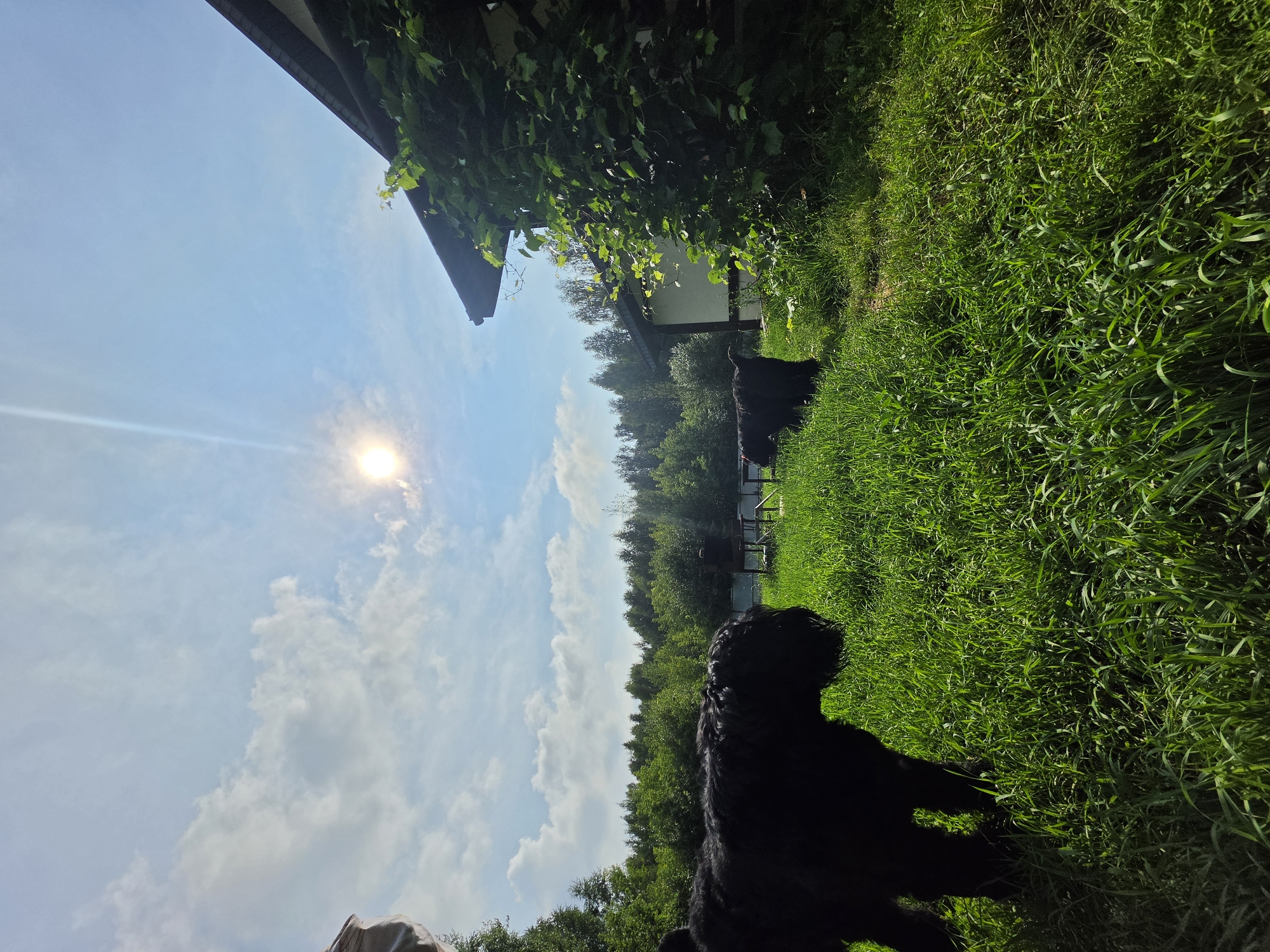 The image captures a sunny day in what appears to be a rural or suburban setting, potentially in or near Нагорный, Russia. The foreground is dominated by lush green grass, with two large black dogs grazing. One dog is in the left foreground, facing away from the camera. The second dog is further back, partially obscured by grass. In the background, a wooden fence encloses an area with outdoor furniture, including a table and chairs, and a grill. Beyond the fence, a dense forest of green trees stretches across the horizon. A portion of a building, possibly a house with a dark roof and white walls, is visible on the right side of the image, with ivy growing up its side. The sky is blue with scattered white clouds, and the sun is shining brightly, creating a lens flare effect.