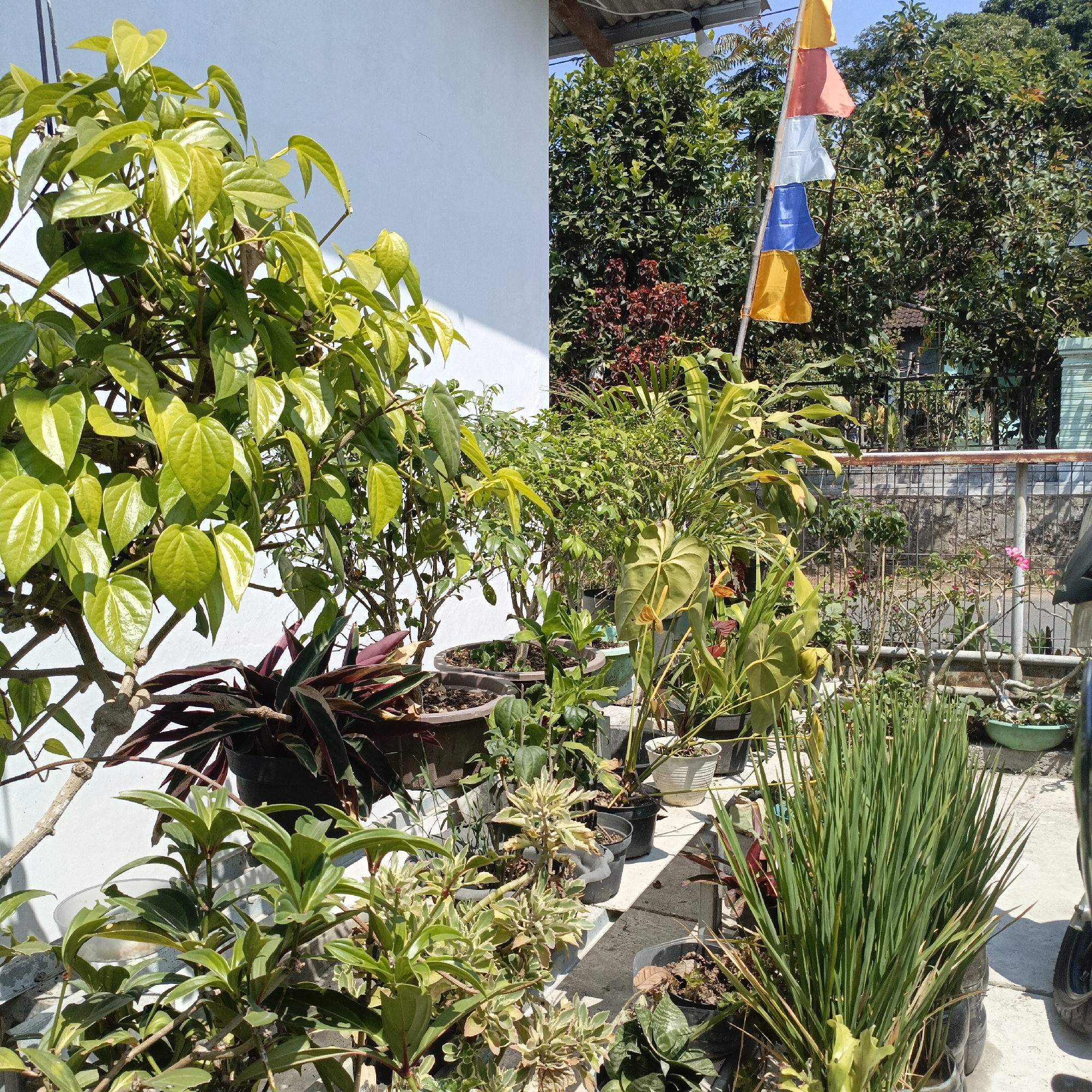 In an outdoor setting in Salatiga, Indonesia, a variety of potted plants are arranged on a concrete surface, suggesting a home garden or patio. The plants range from broad-leafed foliage, such as what appears to be betel leaf (Piper betle) in the foreground, to grass-like plants with thin, vertical blades. Several of the plants are in dark-colored pots, while others are in lighter-colored or terra cotta containers. A white wall of a building is visible to the left, with some dappled sunlight falling on it. In the background, a dense collection of trees and foliage creates a green backdrop. A flag pole with four horizontal flags in alternating colors of yellow, red, white, and blue stands vertically among the greenery. A metal fence with a railing runs across the mid-ground, separating the garden area from what appears to be a street or pathway beyond. The overall scene is brightly lit, indicating a sunny day. No people are visible in the image.