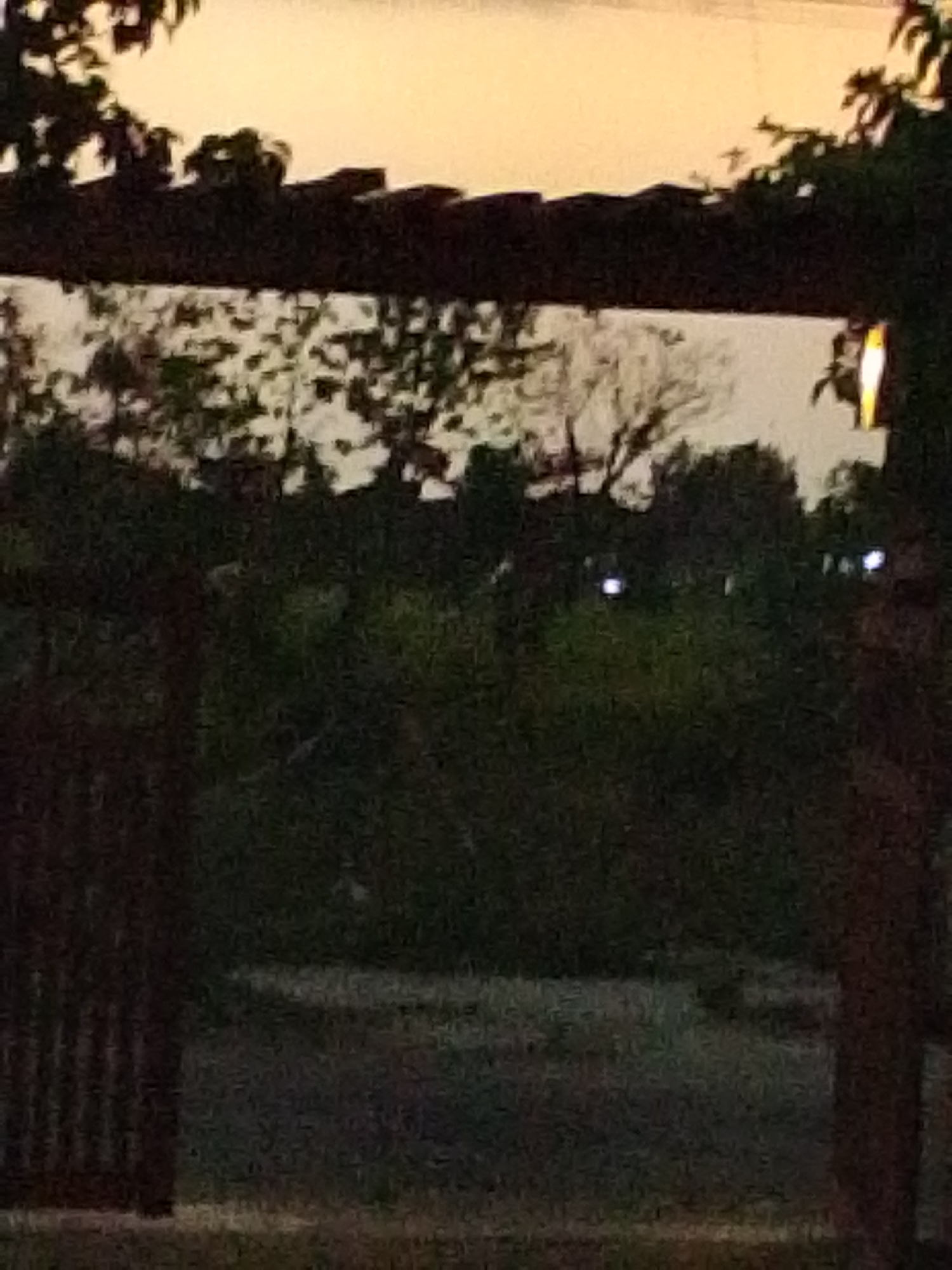 The image captures a dimly lit outdoor scene, possibly at dusk or dawn, with a soft, warm-toned sky visible in the upper portion. In the foreground, a dark, horizontal structure, likely a pergola or awning, is silhouetted against the sky. Below this structure, foliage and trees are indistinctly visible, forming a dense, dark mass. Two small, bright, circular lights are present in the middle ground, suggesting artificial illumination. To the left, a dark, vertical element, resembling a wooden fence or post, is partially visible. The overall impression is one of low light conditions and a somewhat obscured view of the environment. The location in Mojotengah, Indonesia, is not visually evident from the provided image.