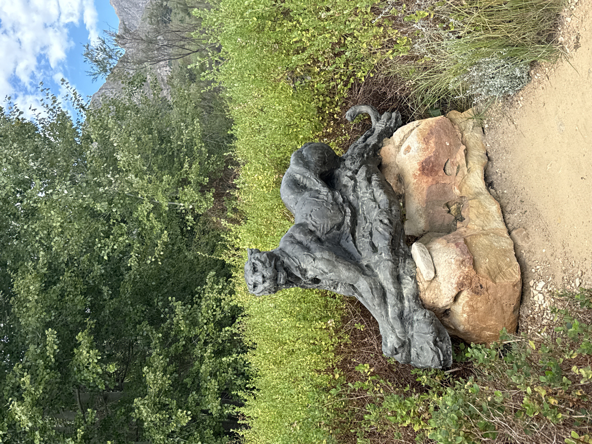 The image shows a sculpture of a leopard resting on rocks, situated beside a path surrounded by greenery. The sculpture is dark gray, possibly made of metal or stone, and appears to be a detailed depiction of a leopard in a relaxed posture. The rocks upon which the sculpture rests are light brown, and a small white rock is wedged next to the sculpture. The path is composed of sand or dirt. Lush green foliage surrounds the sculpture and the path, indicating an outdoor setting. In the background, a mountain is visible. The location is Stellenbosch Nu, South Africa.