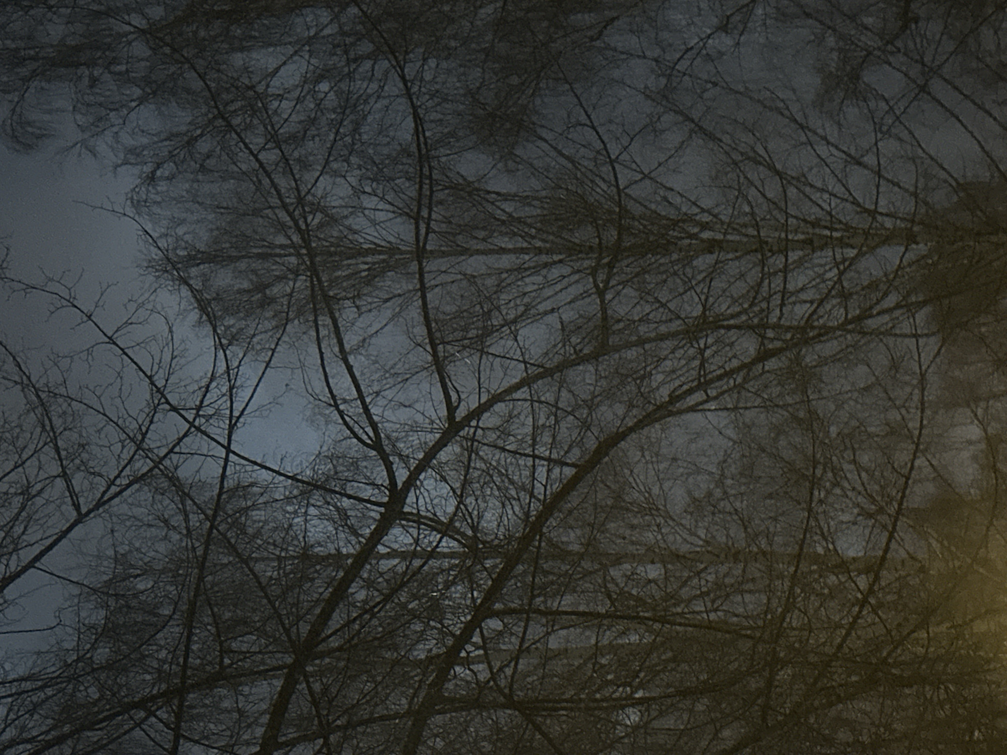 This low-light image captures a dense stand of deciduous trees, primarily birches, devoid of foliage, set against an overcast, muted blue-grey sky. An intricate network of dark, bare branches dominates the foreground and midground, creating a layered visual texture. A warm, diffused orange-yellow light source, originating from below the frame on the left, casts an upward glow onto the lower branches and trunks, contrasting with the dim upper portions of the trees and sky. No individuals or man-made structures are visible within the frame. The scene is situated in the city of Chaikovsky, Russia.