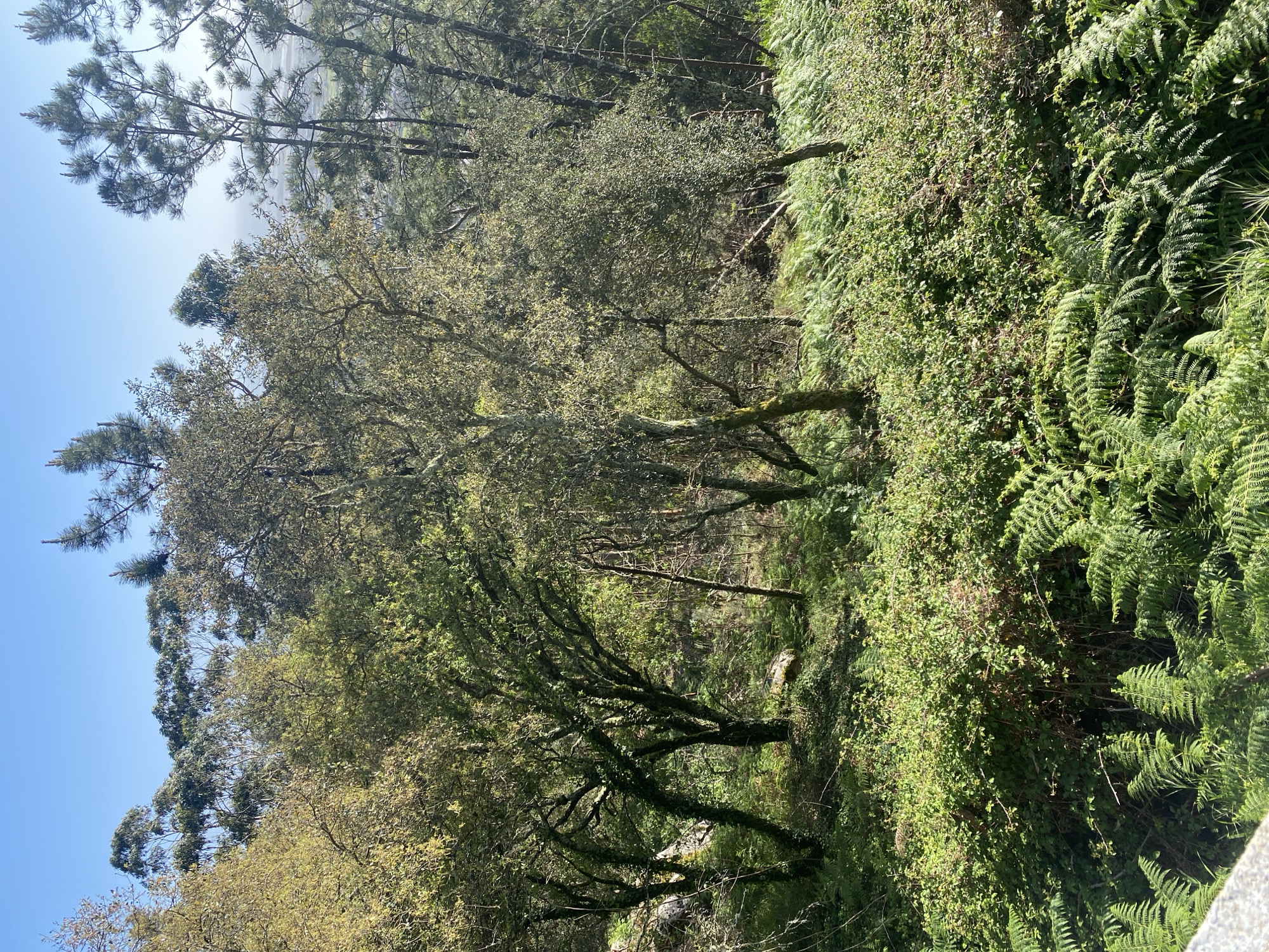 The image shows a lush forest scene in Esposende, Portugal. The sky is blue and clear. The trees are predominantly deciduous, with green leaves. Ferns and other green vegetation cover the undergrowth. The overall impression is one of dense, natural woodland.