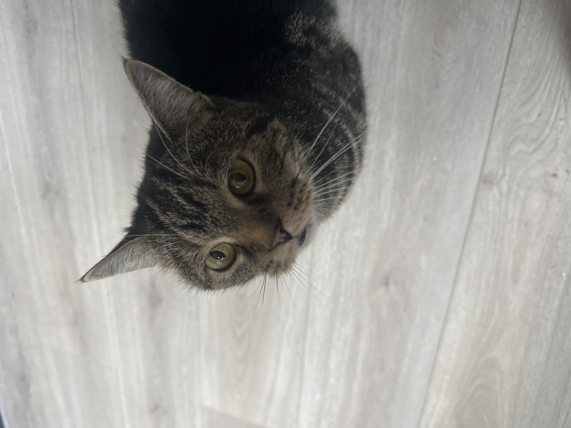 A gray tabby cat with yellow-green eyes is looking up at the camera. The cat is positioned in the upper left of the frame. The background is a light gray laminate floor. The location cannot be determined based solely on this image. The statement that it is in the city of Stavropol, Russia is not information that can be gleaned from the image.