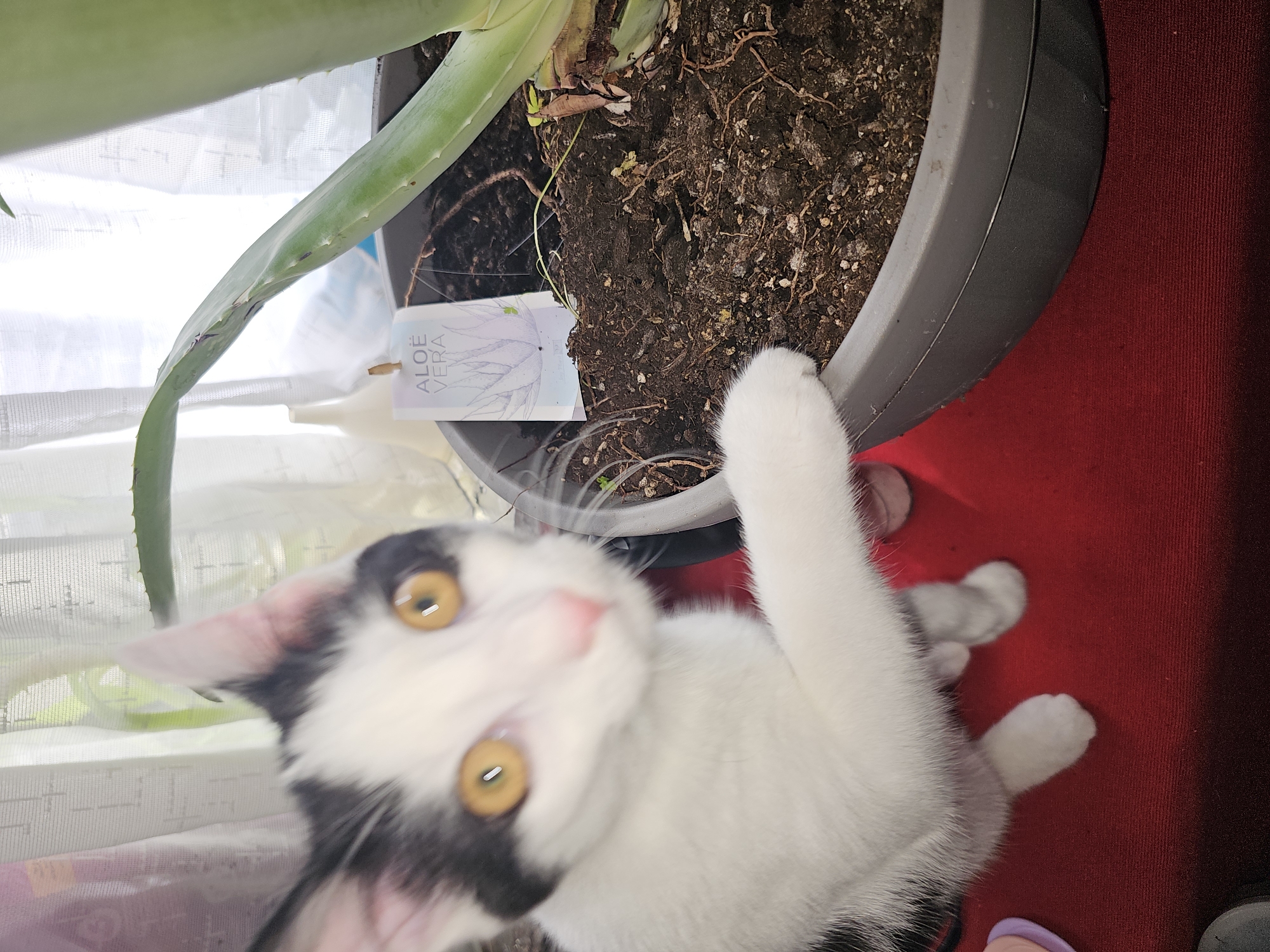 An indoor, eye-level shot captures a black and white cat, likely a kitten, interacting with a potted aloe vera plant. The cat, positioned in the lower-left foreground, has prominent golden-orange eyes and a pink nose, and appears to be looking directly at the camera with a curious, slightly blurred expression. One of its white paws rests on the rim of a grey plant pot.
The aloe vera plant occupies the upper right of the frame, with its green leaves and dark soil clearly visible within the grey pot. A white tag, bearing the vertical text "ALOE VERA" and some smaller, indistinct text, is attached to the pot near the soil. Behind the plant and cat, a sheer white curtain or blind diffuses natural light, indicating a daytime setting near a window. A vibrant red carpet or rug covers the surface beneath the plant and cat. The scene suggests a playful and domestic moment in Holywell, United Kingdom.