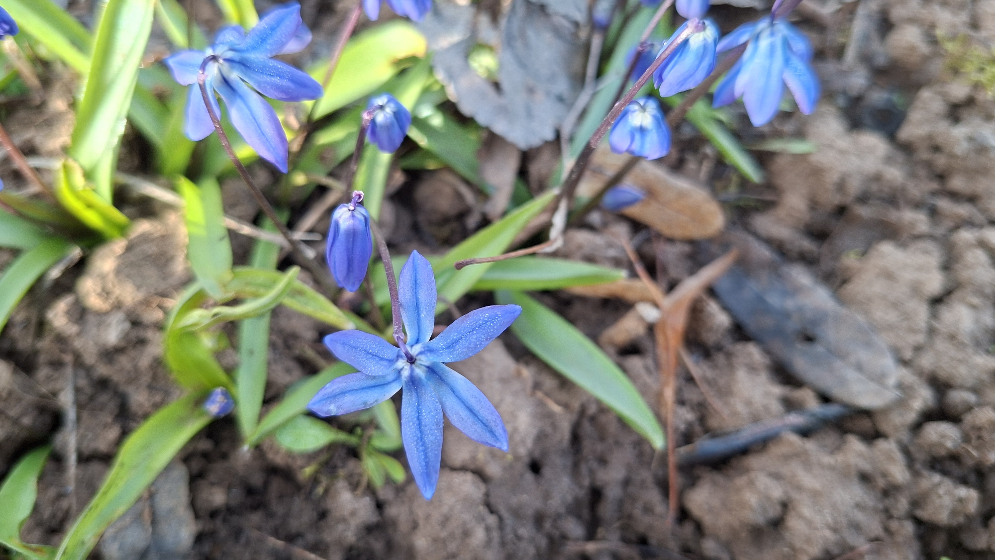 A close-up photograph captures several blue, star-shaped flowers blooming amidst green leaves and brown soil. The central flower is fully open, displaying five distinct petals of a vivid purplish-blue color, with a lighter blue center. Tiny white speckles are visible on its petals, adding texture. Surrounding it are other similar flowers in various stages of development; some are tightly closed buds, while others are partially open or fully bloomed, scattered throughout the upper and right sides of the frame.
The slender, bright green leaves of the plants provide a fresh contrast to the earthy tones of the ground. The soil itself is dark brown, appearing loose and somewhat clumpy, with patches of dried leaves and other natural debris scattered around. The lighting is soft and diffused, suggesting a daytime scene, possibly early morning or late afternoon, without direct harsh sunlight. The overall impression is one of natural beauty and the arrival of spring. No human activity is depicted, and no text is visible. The scene evokes a peaceful and natural atmosphere, indicative of a garden or natural area in a temperate region like Большой Букор, Russia.