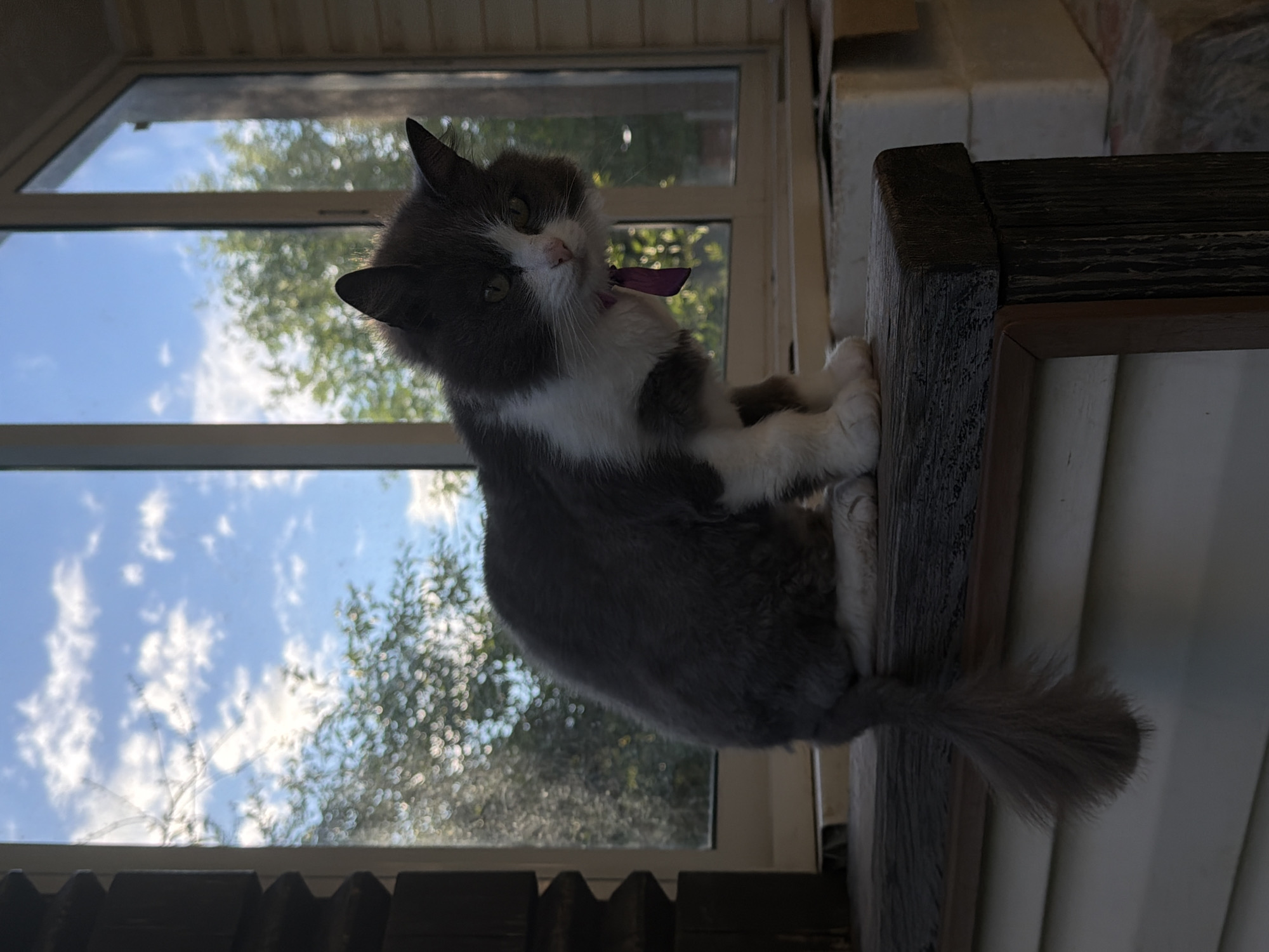 A fluffy grey and white cat with a purple ribbon around its neck is sitting on a wooden railing in front of a window. The cat is looking towards the camera with green eyes. Outside the window, there are trees and a blue sky with clouds. The scene appears to be outdoors, possibly on a porch or balcony, with the cat in a relaxed pose. The overall impression is that of a domestic pet enjoying a peaceful moment outdoors. This photograph was taken in Satino-Russkoe, Russia.