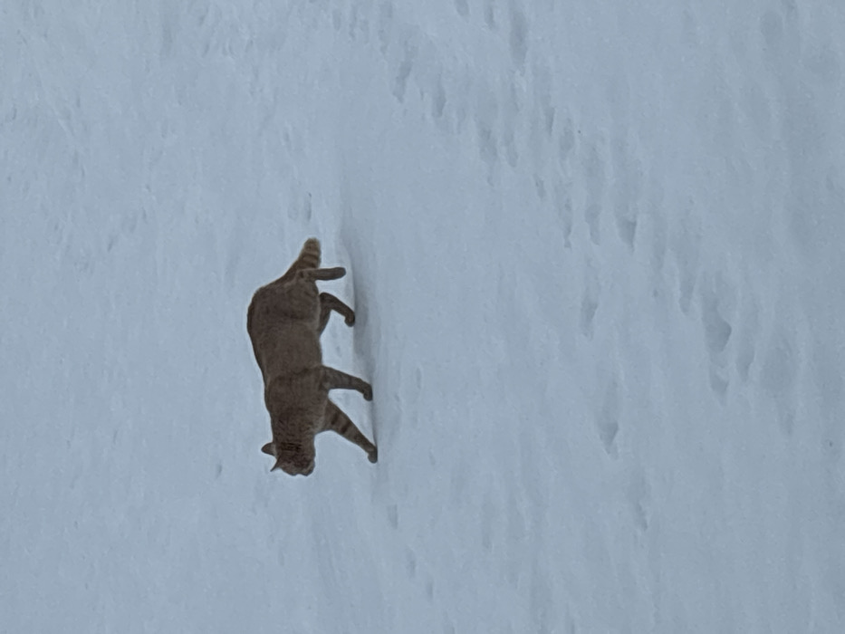 In Pavlovsky, Russia, a single domestic cat with short ginger-orange tabby fur is observed walking from left to right across a flat, snow-covered ground. The cat is in mid-stride, with its left front leg extended forward and its right hind leg lifting off the snow. Its body appears slightly robust. Visible paw prints, likely belonging to the same animal, trail behind the cat in the undisturbed white snow. The environment is uniformly covered in snow, suggesting cold weather conditions. No other subjects, objects, or structures are visible in the frame, which is illuminated by a diffused light source, indicating an overcast day.