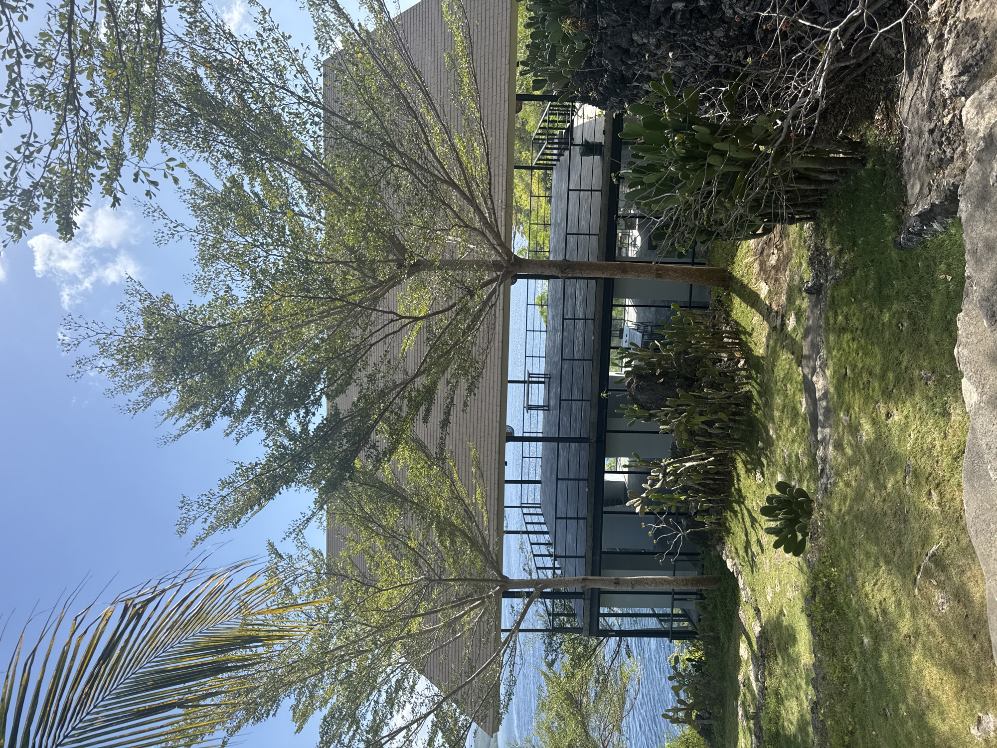 An outdoor shot depicts a modern building with a large, open-air deck and a brown, sloped roof, nestled on a grassy hillside overlooking a body of water. Two trees with sparse, green foliage are positioned in front of the structure, their branches fanning out beneath the roof. Cacti and other desert-like plants dot the landscape in front of the building, with a lush green lawn covering the foreground. The water appears calm and blue under a clear sky. The building's design suggests it's a part of a resort or a restaurant, strategically placed to offer scenic views. The location appears to be in Nusa Penida, Indonesia, known for its dramatic coastlines and tropical climate. There are no people visible in the frame.