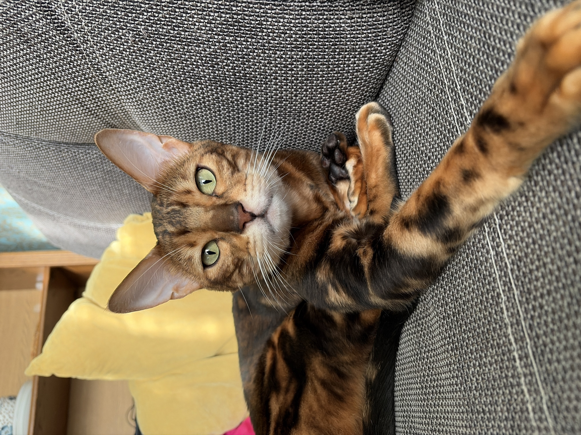 A brown and black spotted Bengal cat lies on a gray fabric sofa, its head tilted towards the camera. The cat has green eyes and white whiskers. One paw is curled up near its face, displaying black paw pads. A yellow pillow rests behind the cat, and part of a light-colored shelf is visible on the left side. The background consists of the textured surface of the sofa. The location is irrelevant to the scene.