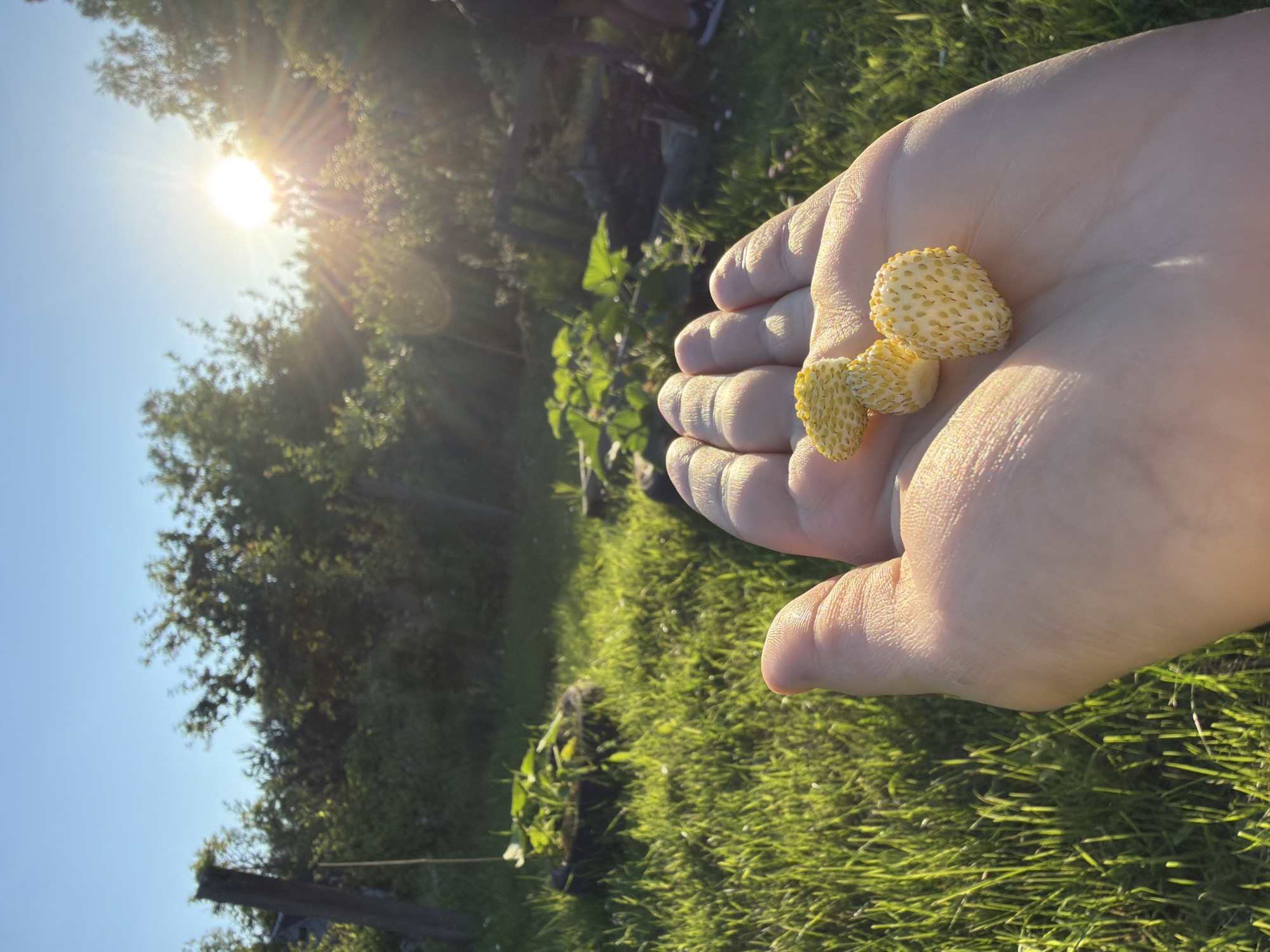 A close-up, over-the-shoulder shot shows a hand holding three small, yellow, unripe strawberries against a sun-drenched outdoor background. The hand, illuminated by the setting sun, is open with the strawberries resting on the palm. The background features a grassy yard with some greenery and trees, bathed in the warm glow of the sun. The location is an outdoor garden in Madona, Latvia.