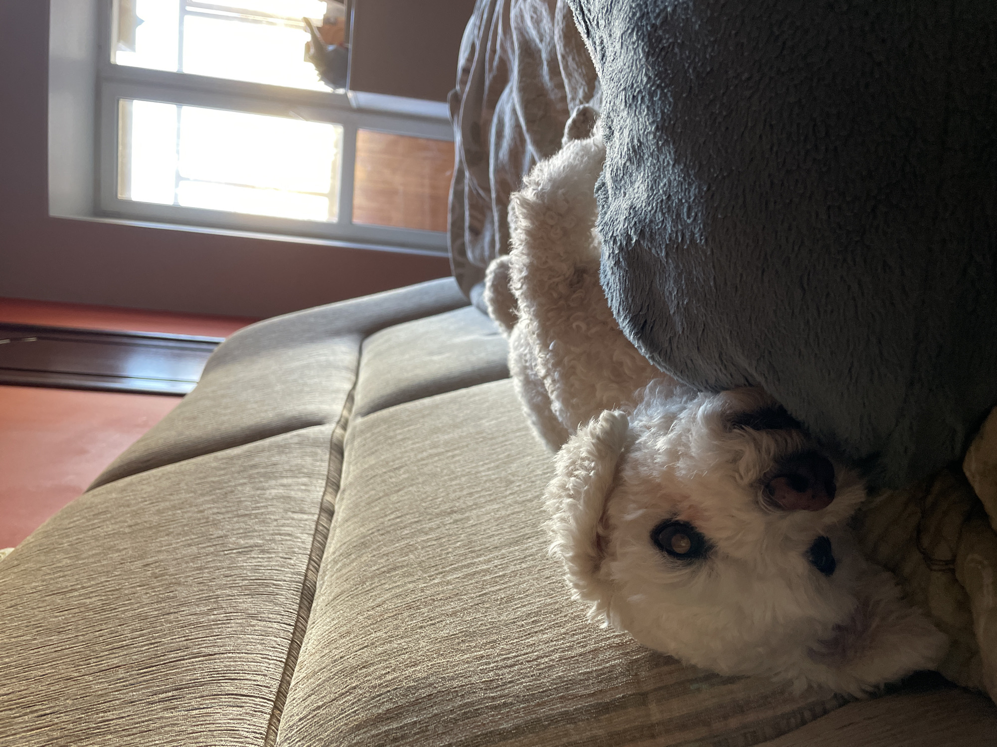 A white poodle dog is laying upside down on a tan sofa, partially covered by a grey blanket. A window is visible in the background, with bright sunlight streaming through. The wall is a reddish-brown color. The location is likely indoors. There are no indications in the image that definitively places the scene in Yekaterinburg, Russia.