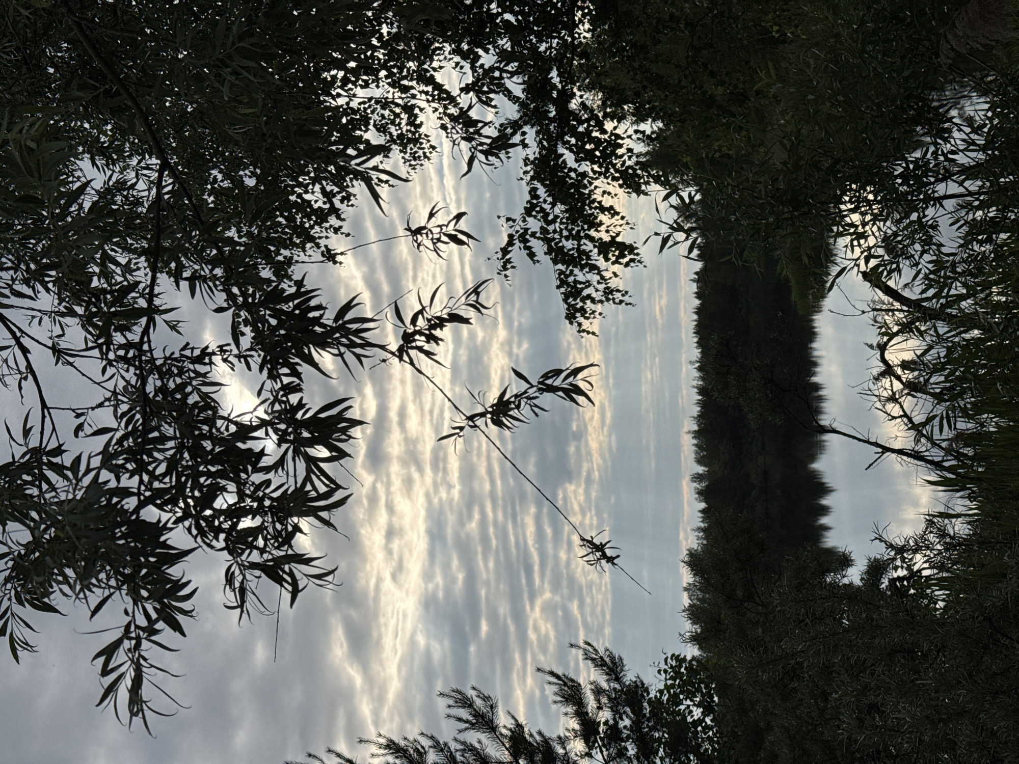The image depicts a serene natural landscape, likely a lake or riverbank, with dense foliage framing the foreground and mid-ground. The sky is overcast with scattered clouds, allowing shafts of sunlight to break through, creating a dramatic lighting effect. The water in the mid-ground reflects the sky and the surrounding trees, adding to the tranquil atmosphere. The vegetation appears lush and varied, with tall trees forming a dense line along the far bank of the water. The overall impression is one of natural beauty and peacefulness. The location is specified as Novyi, Russia, suggesting a rural or natural setting within or near the city. There are no people or identifiable structures visible in the image.