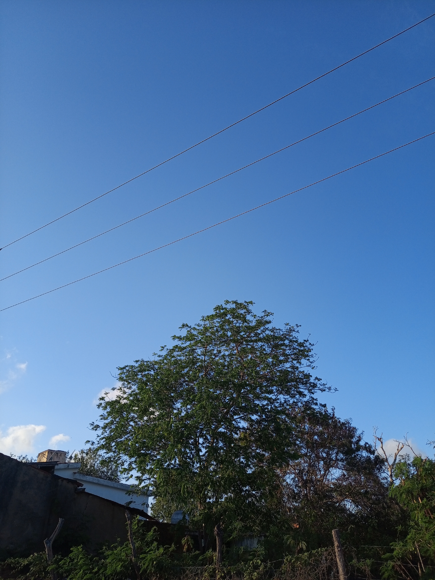 The image depicts a daytime scene in Unknown, Unknown, featuring a clear blue sky with three parallel power lines stretching across the upper portion of the frame. Below the power lines, a large, full tree with green foliage dominates the central view. To the left, a partial view of a building with a dark gray wall and white roof is visible. In the foreground, there is dense vegetation and foliage obscuring the ground. A weathered wooden fence runs along the bottom of the frame.