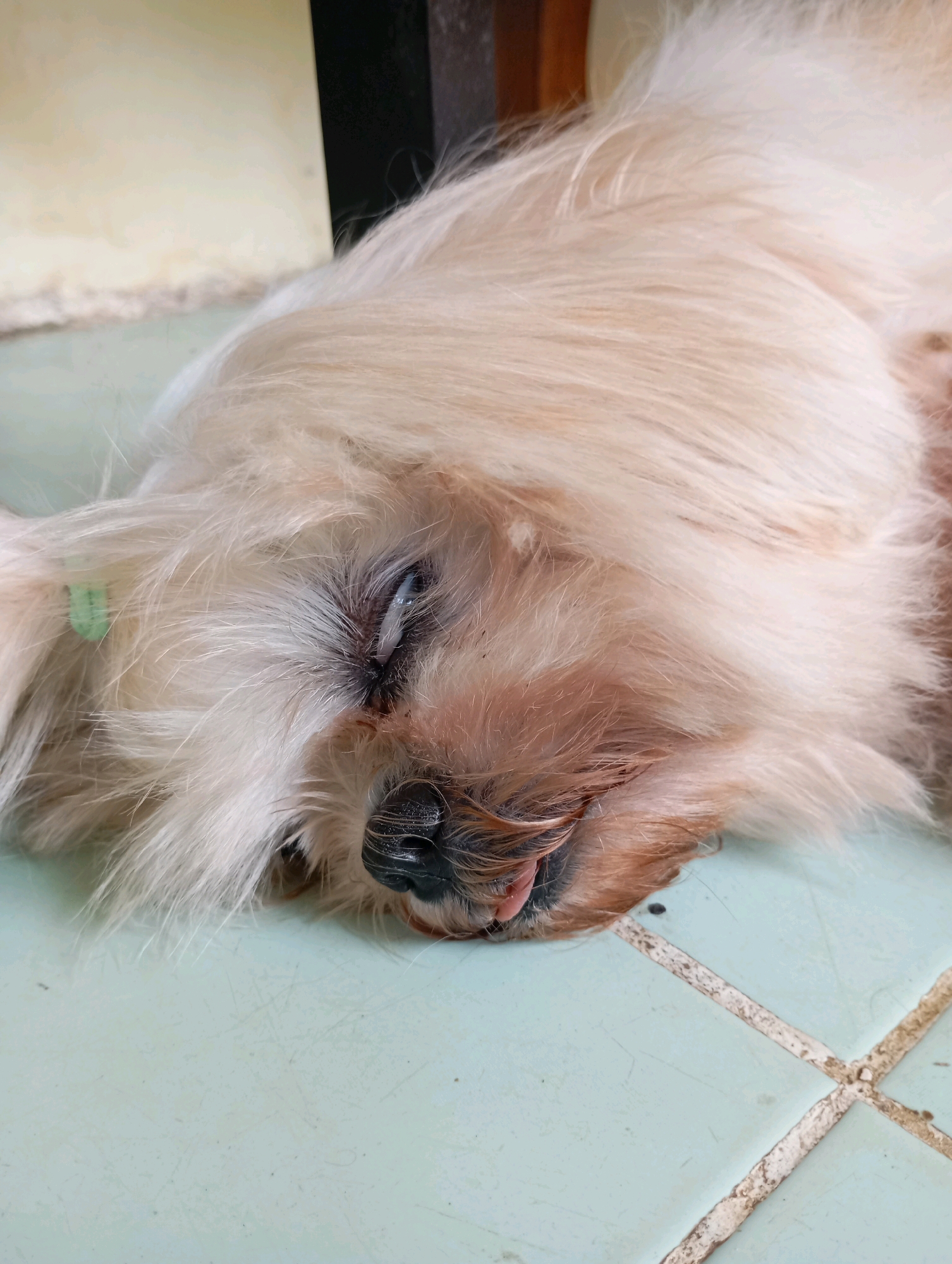 A light-colored, fluffy dog is sleeping on a light blue tiled floor. The dog's face is partially obscured by its fur. Its eyes are closed, and its tongue is slightly sticking out. The background is out of focus, showing a wall or a cabinet. The scene is indoors, possibly in a home. The image was taken in Balikpapan, Indonesia.