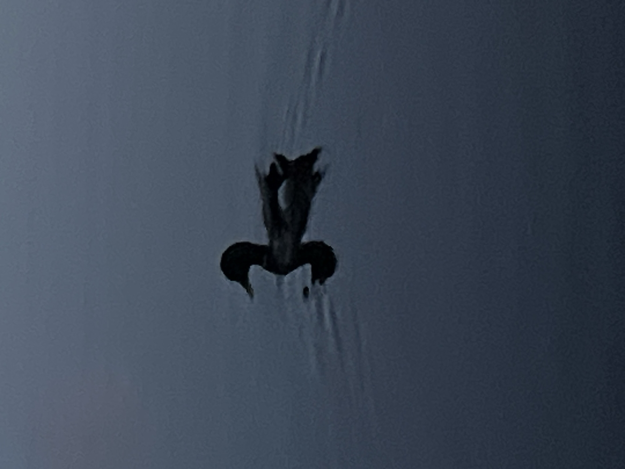 A dark, silhouetted duck swims in calm, dark water, its reflection visible below. The water is dark blue or navy, with subtle ripples disturbing the surface. The duck is facing to the left, its head and neck extended. The background is a soft, out-of-focus blend of dark blues and grays, suggesting a dusk or dawn setting, or a location with low light. The scene is peaceful and serene. The location is Ждановіцкі сельскі Савет, Belarus.