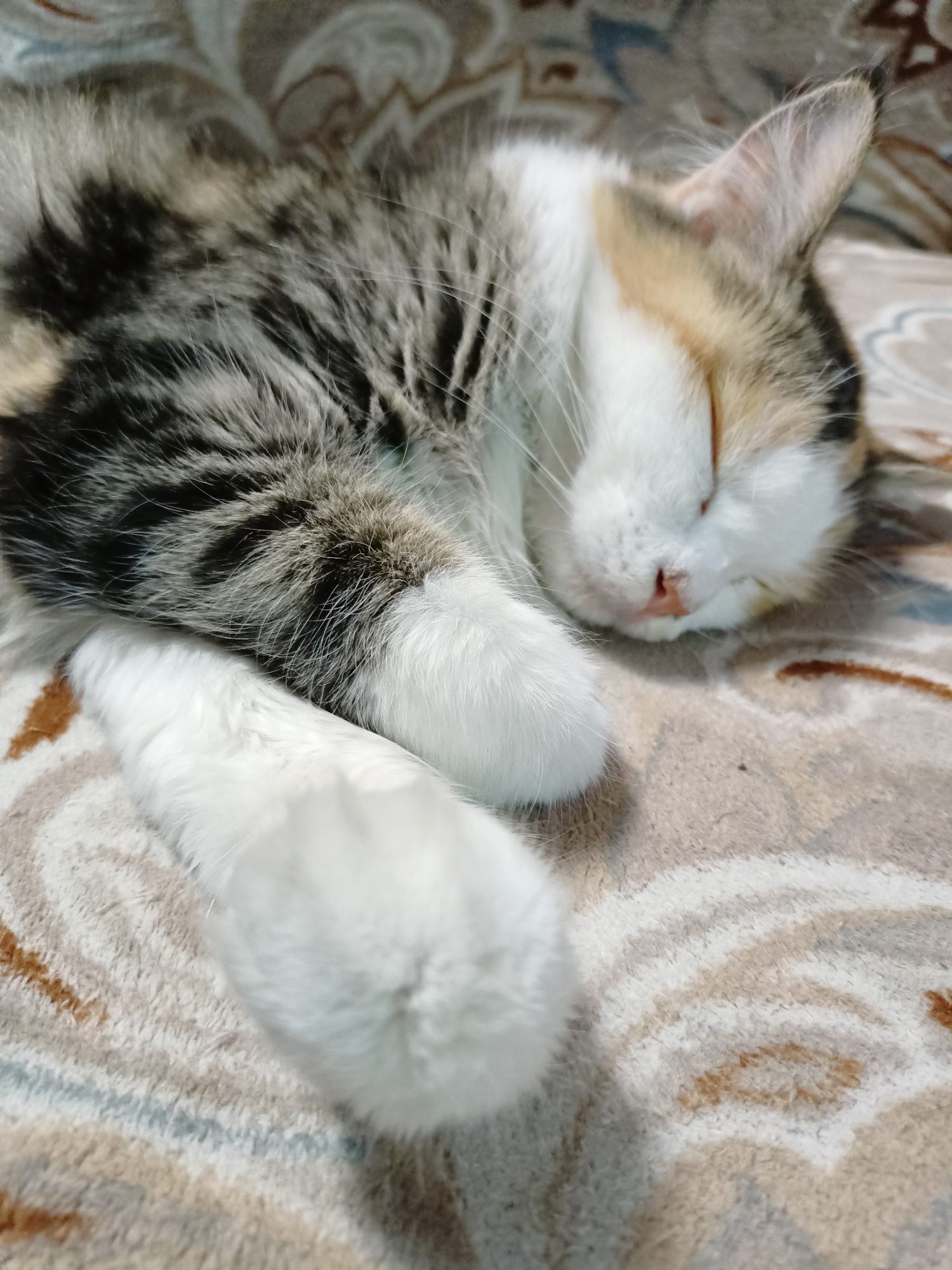 The image shows a close-up of a calico cat sleeping on a patterned blanket. The cat is curled up, with its eyes closed and its paws resting in front of it. The blanket has a swirling pattern in shades of brown, beige, and white. The background is out of focus. There is no information available to determine the location in the city of Almaty, Kazakhstan.