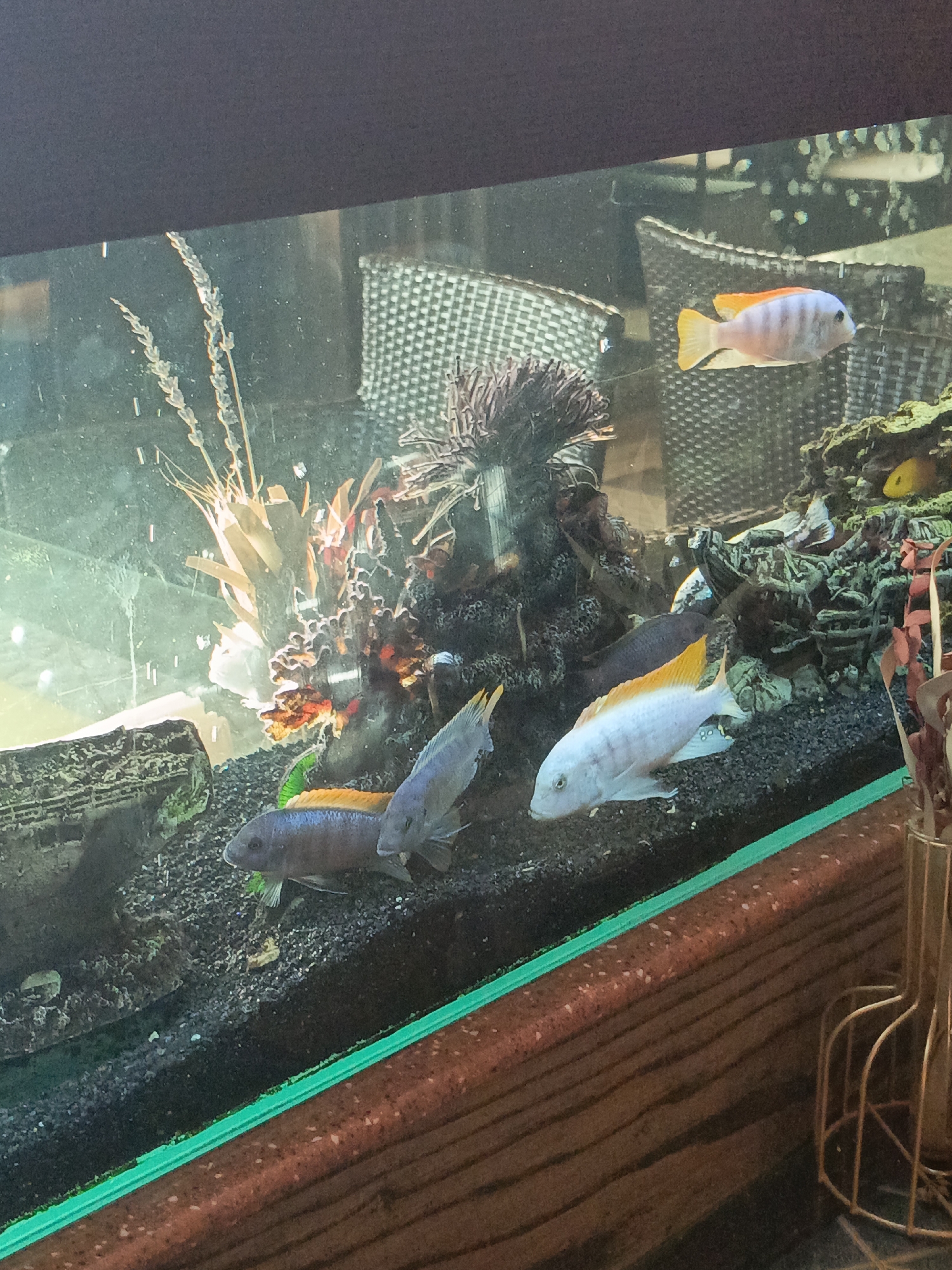 The image shows an aquarium with several colorful fish swimming amongst artificial rocks, plants, and black gravel. The tank is edged with a green frame, sitting on a brown wooden surface. Behind the tank, woven rattan furniture is visible.