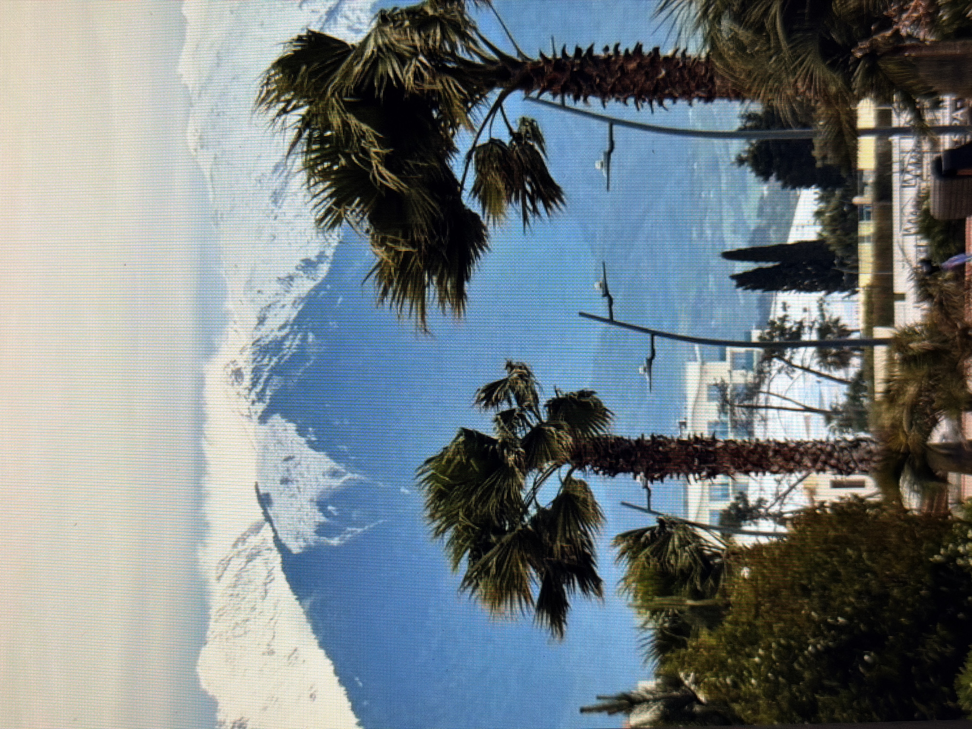 A wide shot captures a panoramic view of snow-capped mountains in the background, with a bright blue sky above. In the mid-ground, several palm trees with wind-blown fronds are silhouetted against the mountains and sky. A building complex with white walls and balconies is visible behind the palm trees, suggesting a developed area. The foreground features lush green bushes and more palm trees, along with streetlights. The overall scene depicts a location in Sirius, Russia, where a subtropical climate with palm trees coexists with snow-capped mountains, likely indicating a coastal area or a region with significant elevation changes. The image is a photograph with a visible grid pattern, possibly from a screen capture or a low-resolution digital image.