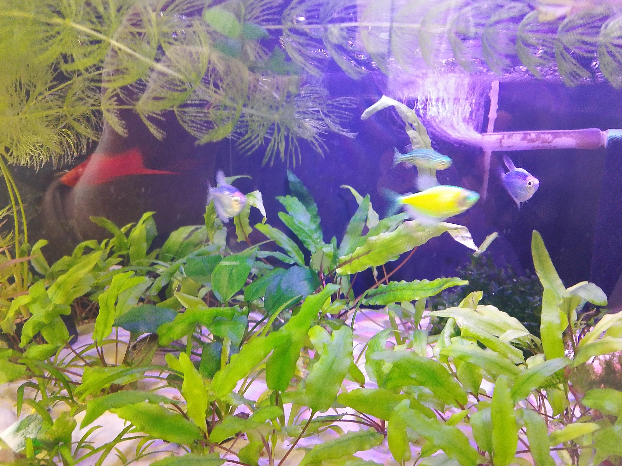 The image shows an aquarium with various fish and plants. There are at least four fish visible: one blue, one yellow, and two striped. A large dark object with a red fin is partially visible behind some green plants. The foreground is filled with green aquatic plants growing from a light-colored substrate. The background features more plants and a filter tube along the top. There is no indication that this image was taken in Izhevsk, Russia.