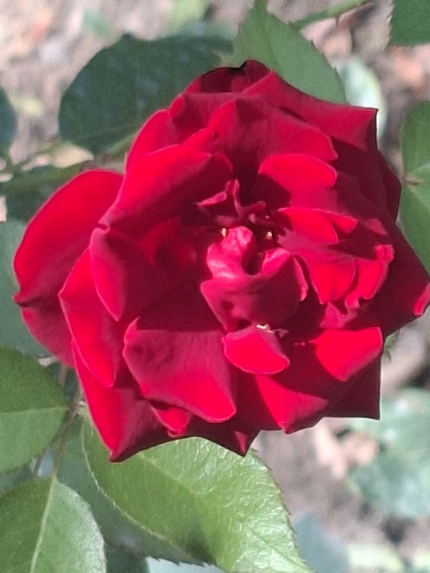 The image is a close-up, high-angle shot of a vibrant red rose in bloom. The rose is the primary subject, with its petals unfurled and showcasing intricate textures and deep red hues. Sunlight highlights some of the petals, creating bright spots and casting shadows that add depth. Several green leaves are visible around the rose, some in focus and others slightly blurred in the background, suggesting a garden setting. The background is out of focus, displaying a soft blend of earthy tones and hints of greenery, typical of an outdoor environment. There are no people or discernable human activity in the image. The scene is serene and focused entirely on the natural beauty of the rose. The metadata associated with the image does not provide specific location information within Almaty, Kazakhstan.