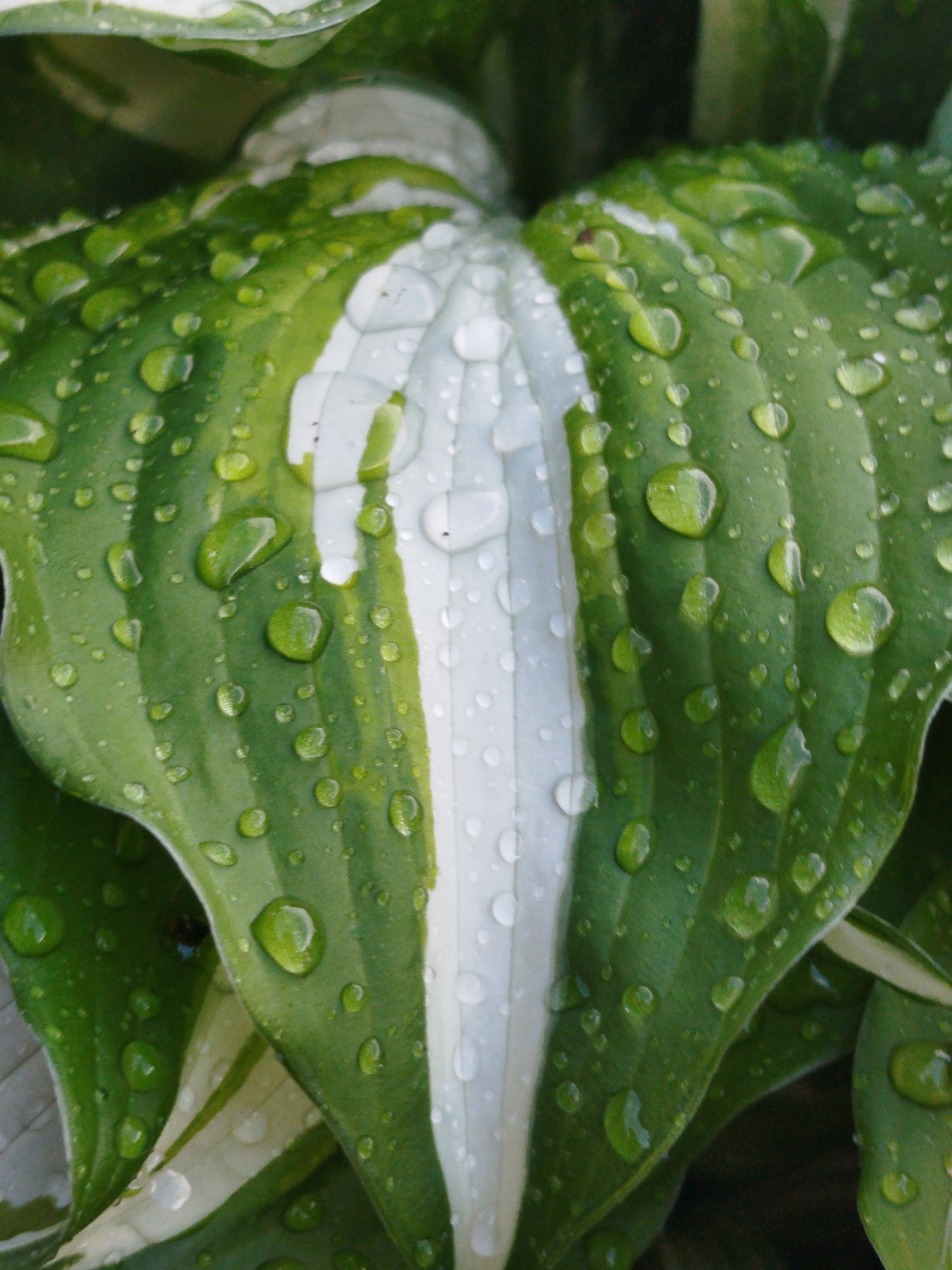 A close-up, slightly high-angle shot reveals a large, heart-shaped hosta leaf, predominantly green with a prominent white stripe running down its center. Numerous water droplets cling to the surface of the leaf, creating a shimmering effect. The surrounding foliage, also green with white variegation, is partially visible, adding depth to the scene.
Location: Боровково, Russia.