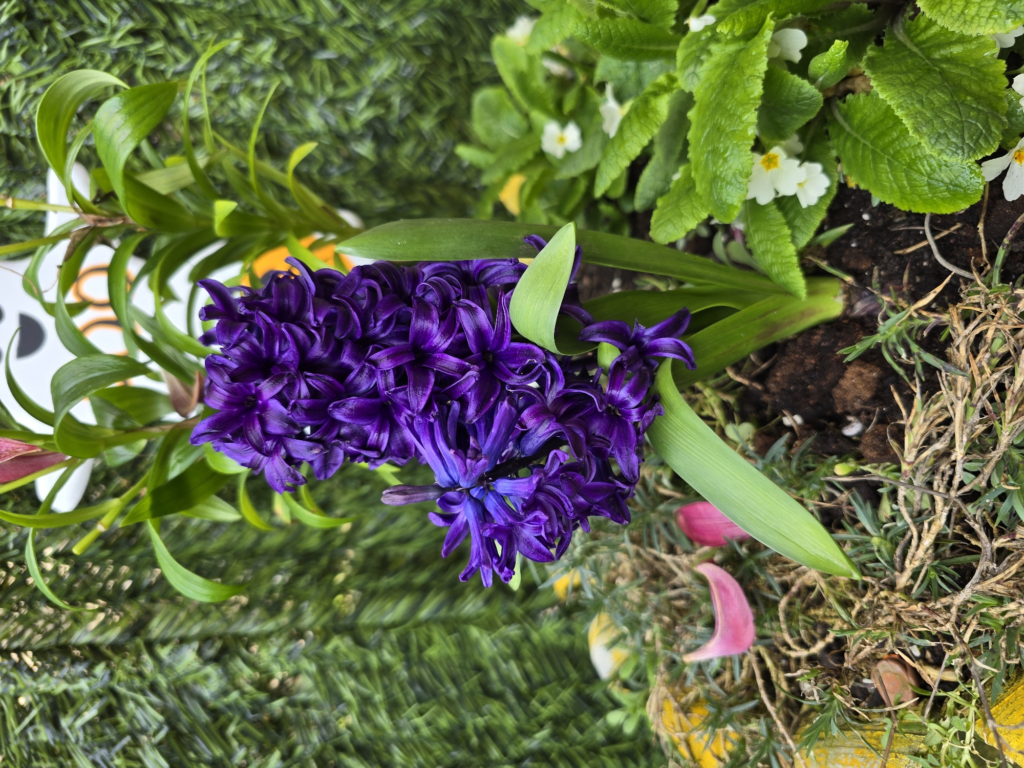 A top-down shot shows a vibrant purple hyacinth flower, with green leaves, centrally positioned. The flower is surrounded by other greenery, including some broad-leafed plants with small white flowers. The arrangement is situated in a garden setting, evident by the soil and surrounding grass. Additional objects are visible including a partial view of a white and black object. The specific location in Burgas, Bulgaria, cannot be determined from the visual data provided.