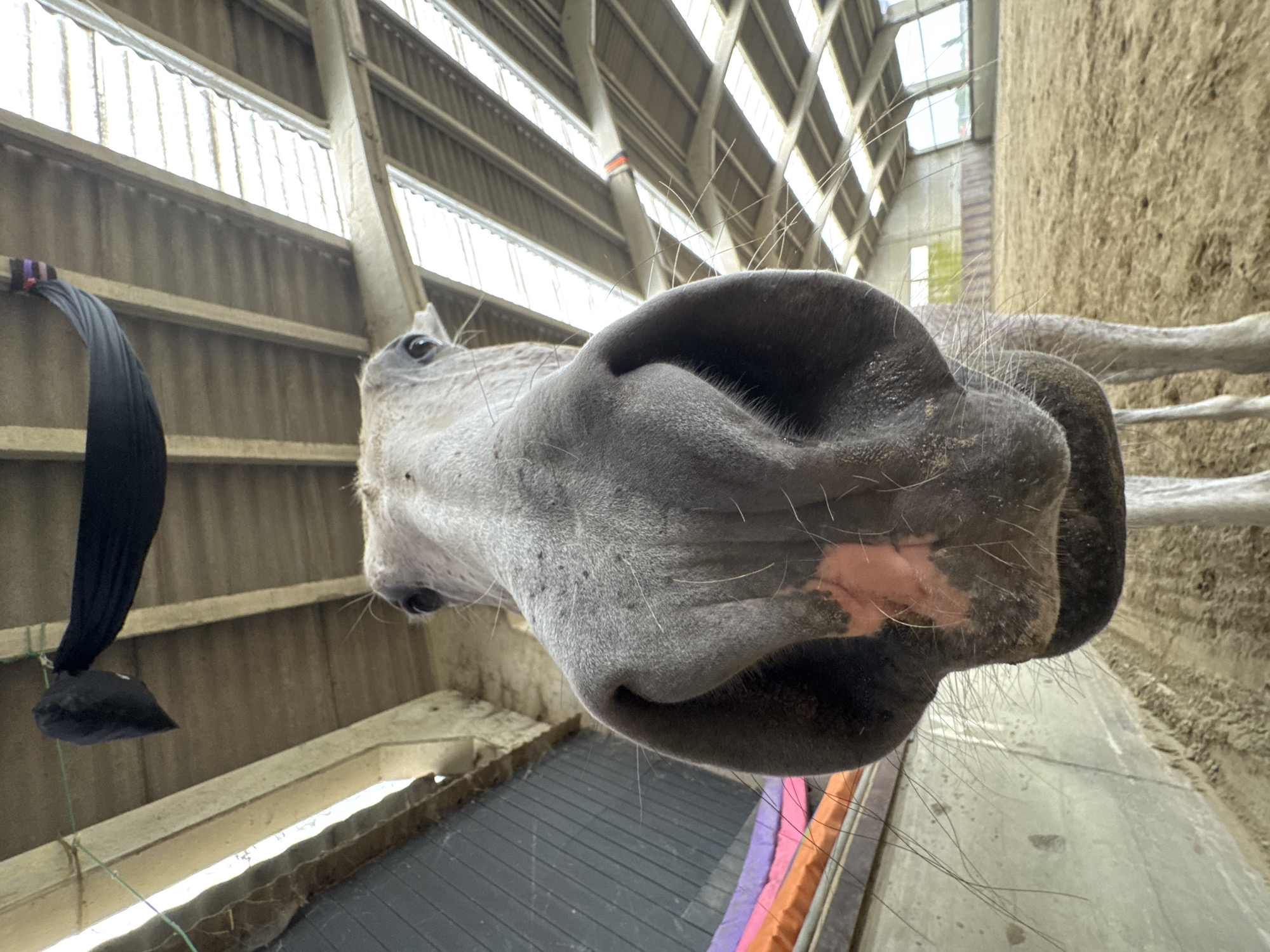 A close-up, low-angle shot captures the face of a light-colored horse inside a riding arena in Estaimpuis, Belgium. The horse's large nostrils and muzzle dominate the foreground, with visible whiskers and a patch of pink skin on its nose. Behind the horse, the interior of an indoor riding arena is visible, featuring a sand-covered floor, wooden support beams, and a corrugated roof with skylights. In the background, the far wall of the arena with windows can be seen. A black fabric object is suspended from the ceiling structure. The overall scene appears to be a candid, unposed moment within a stable or training facility.