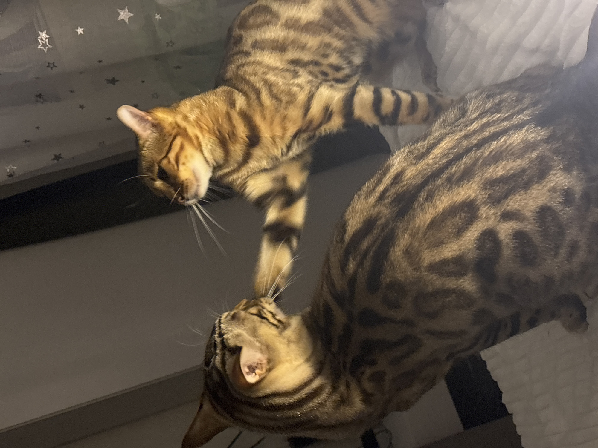 Two Bengal cats are interacting on a white, textured surface, possibly a bed or sofa. The cat on the left is facing away from the camera, with its head turned towards the right. The cat on the right is facing the cat on the left and has its right paw extended, appearing to be gently touching the other cat's face. Both cats have distinct spotted coats. The background is dark with a sheer curtain visible on the right, adorned with small, white star-shaped patterns. The lighting suggests an indoor, possibly nighttime setting. The image does not contain any information about the city of Noviy, Russia.